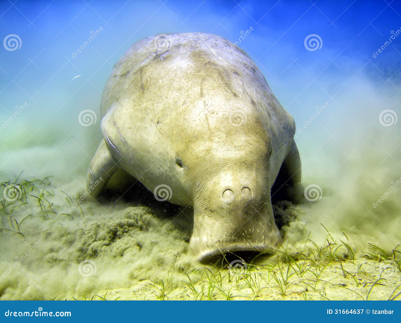 9,108 Sea Cow Stock Photos - Free & Royalty-Free Stock Photos from Dreamstime 9,108 Sea Cow Stock Photos - Free & Royalty-Free Stock Photos from Dreamstime