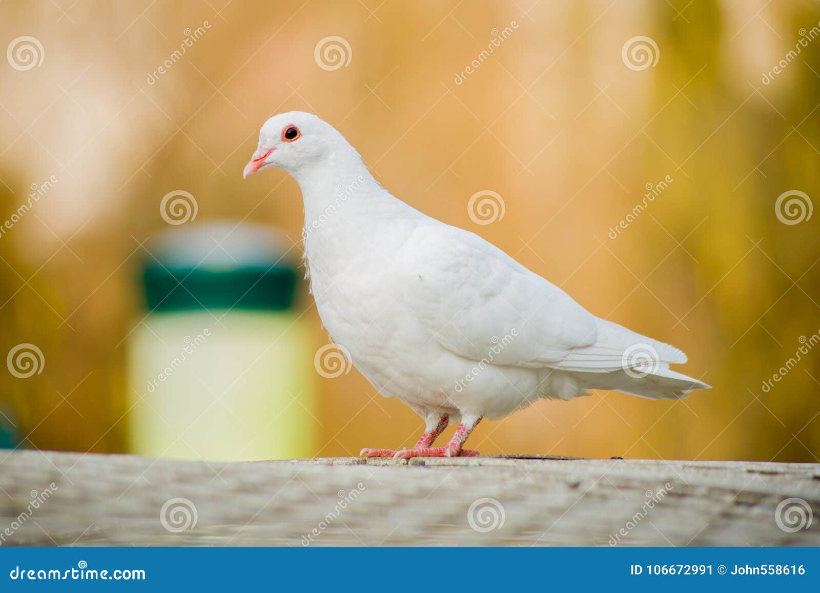Een slaperige witte duif met haar het hoofd terug rusten â€ ‹â€ ‹op haar