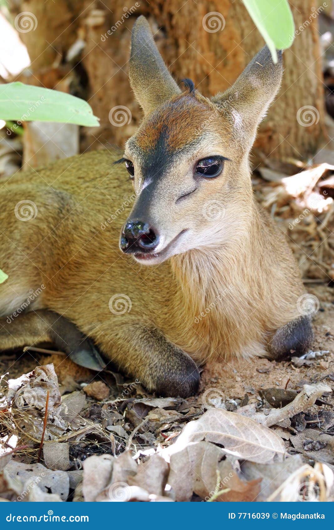 duiker