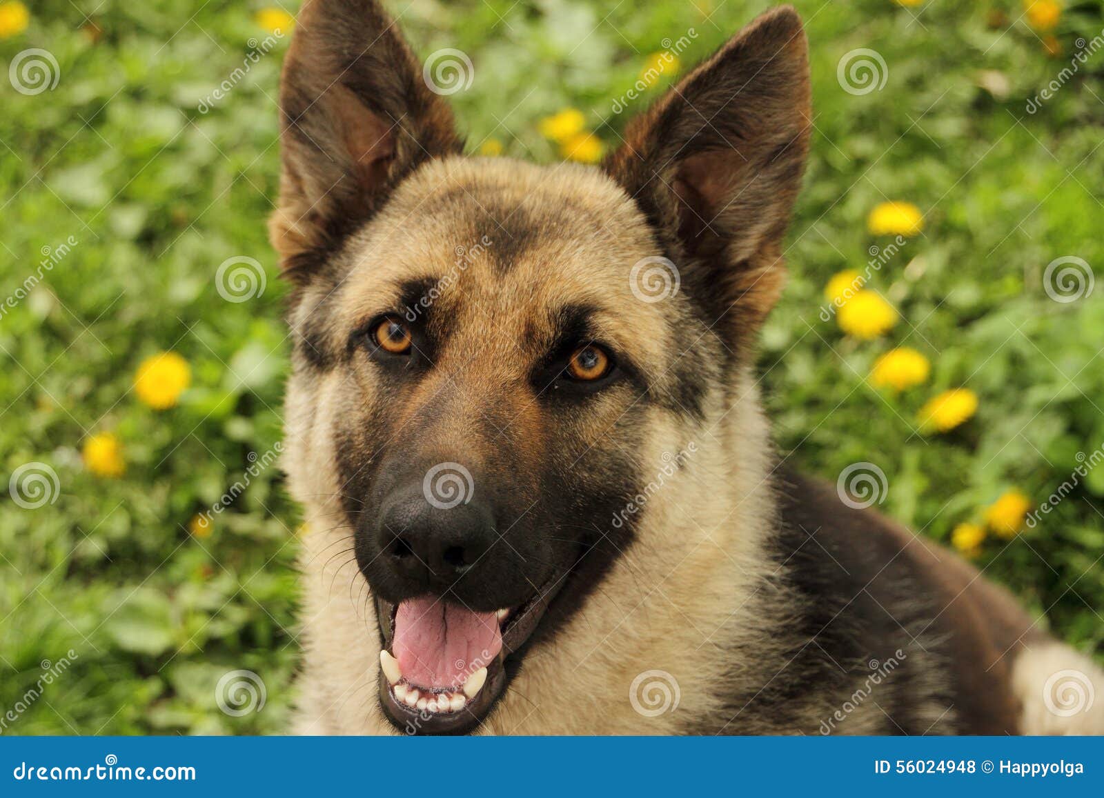 Duitse shepard op het groene gebied