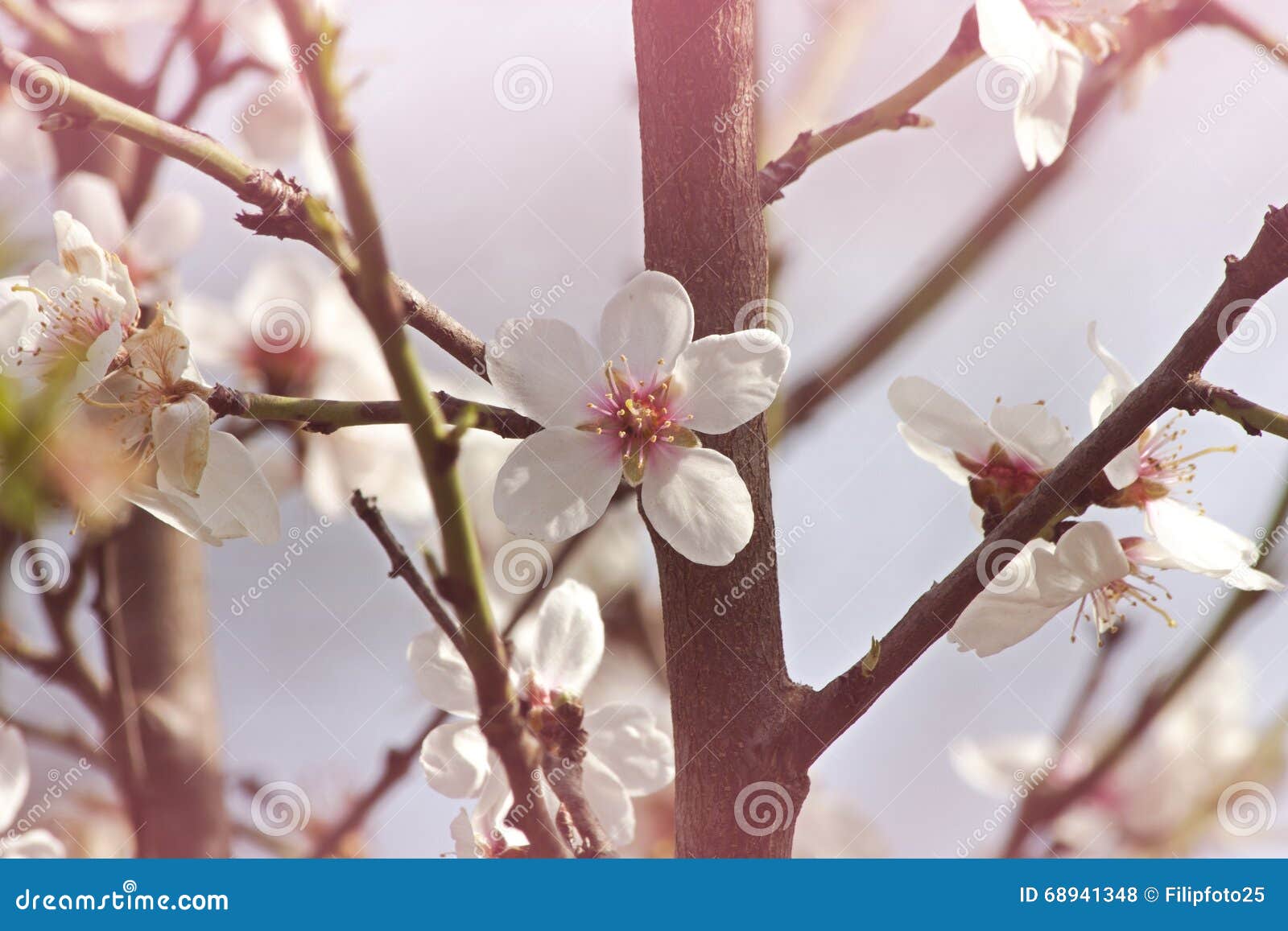 Dulcis del prunus de la almendra. Detalle de la almendra de las flores blancas