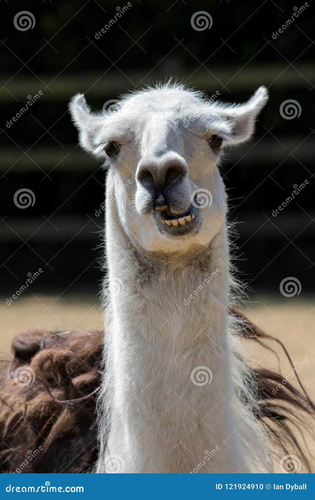 dumb animal. cute crazy llama pulling face. funny meme image.