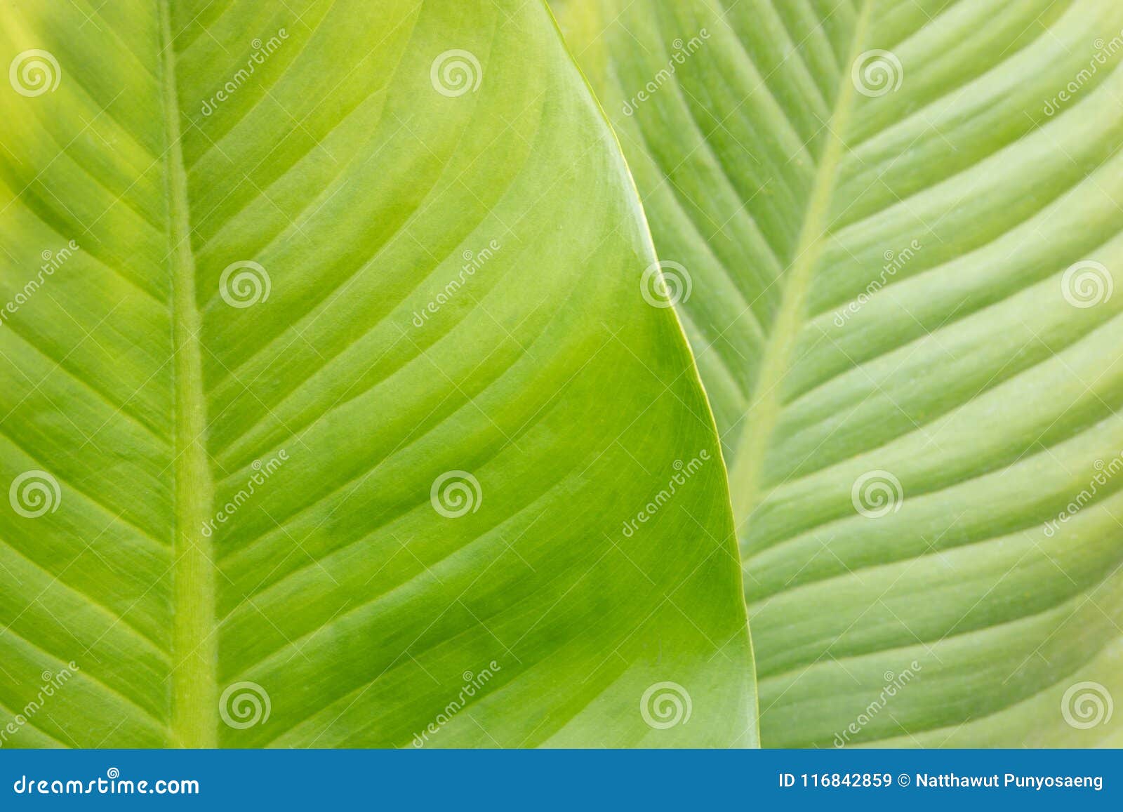 Dumb cane plant leaf stock image. Image of dumb, park 116842859