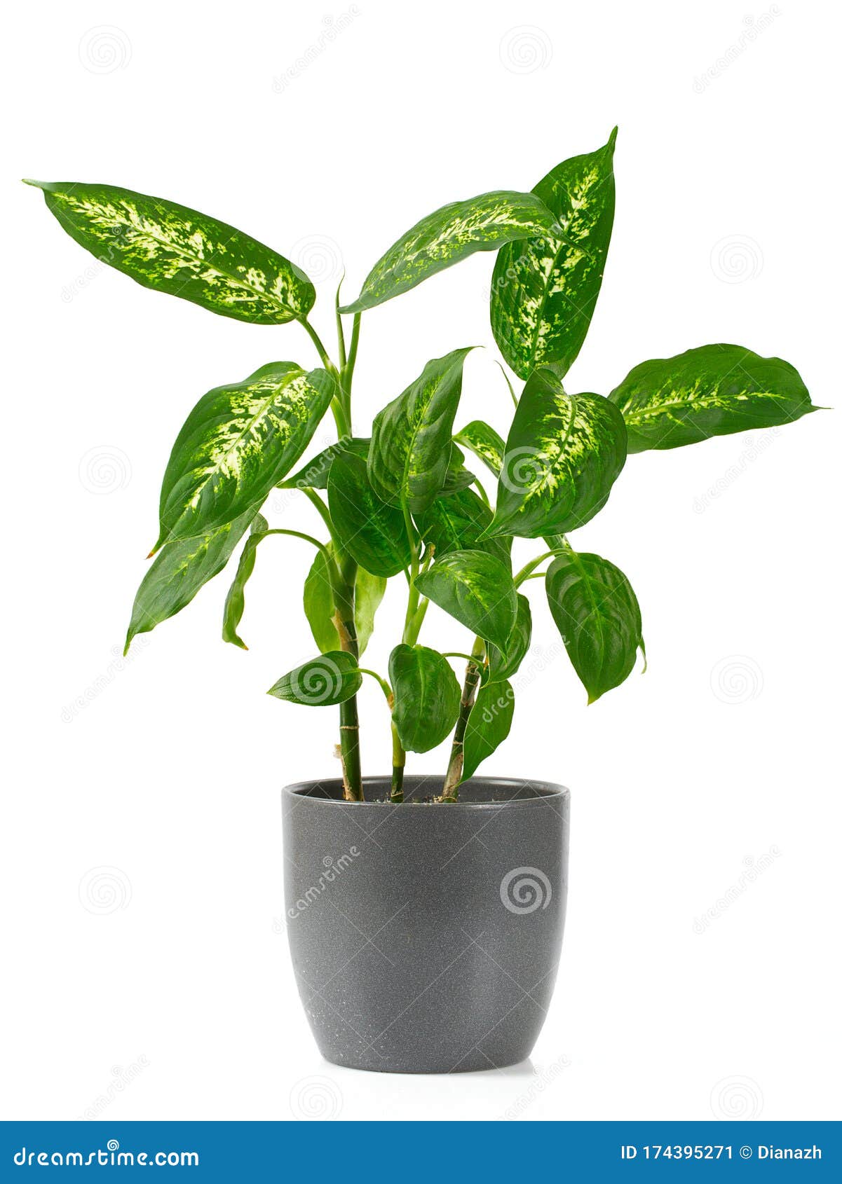 Dumb Canes Plant Isolated on White Stock Image Image of decorative