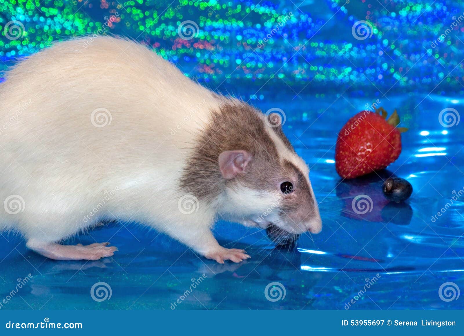 Dumbo rat eating berries stock image. Image of whiskers 53955697