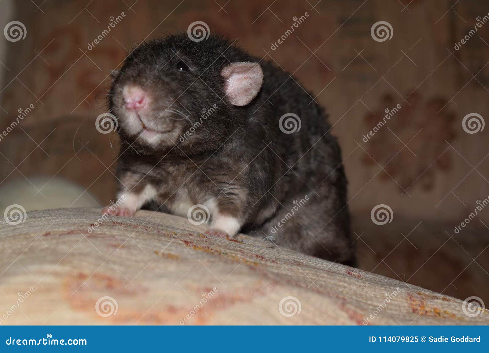 dumbo rex rat dumbo rex rat