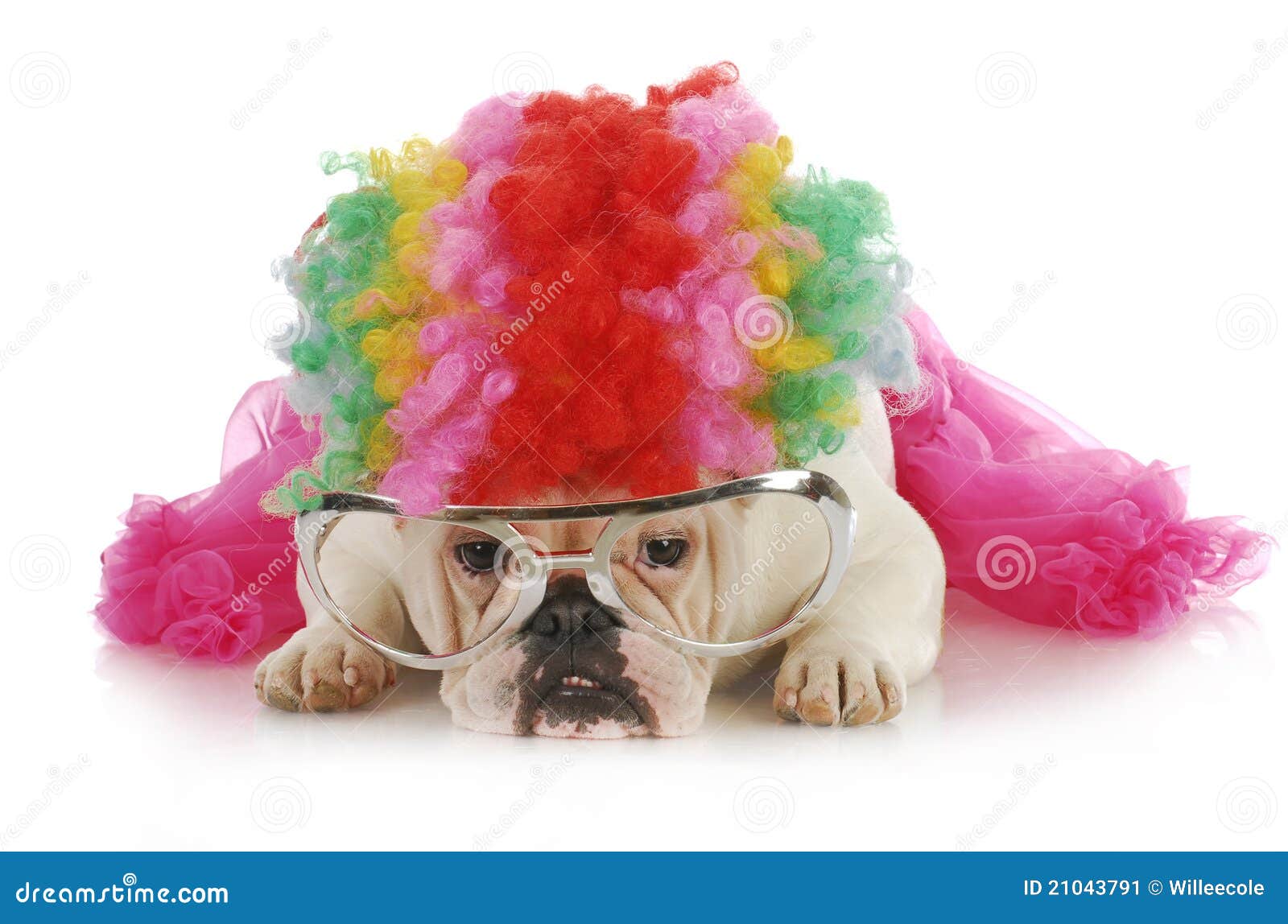 Dummer Hund stockbild. Bild von haustier, blutlinien 21043791
