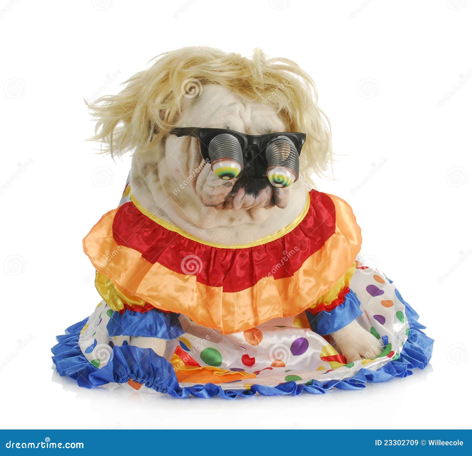 Dummer Hund stockbild. Bild von bloodlines, stier, komisch 23302709