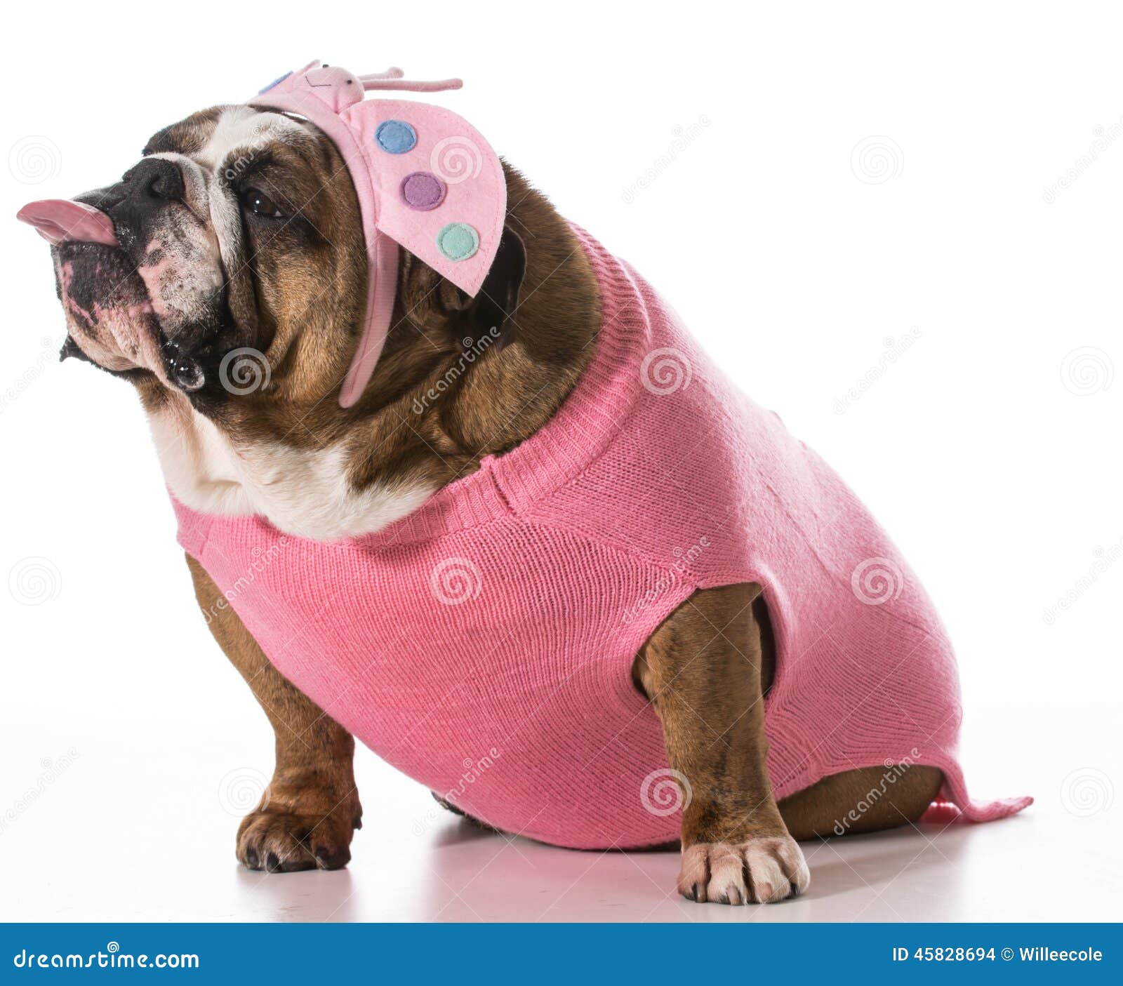 Dummer Hund stockfoto. Bild von tier, ausdruck, hund 45828694