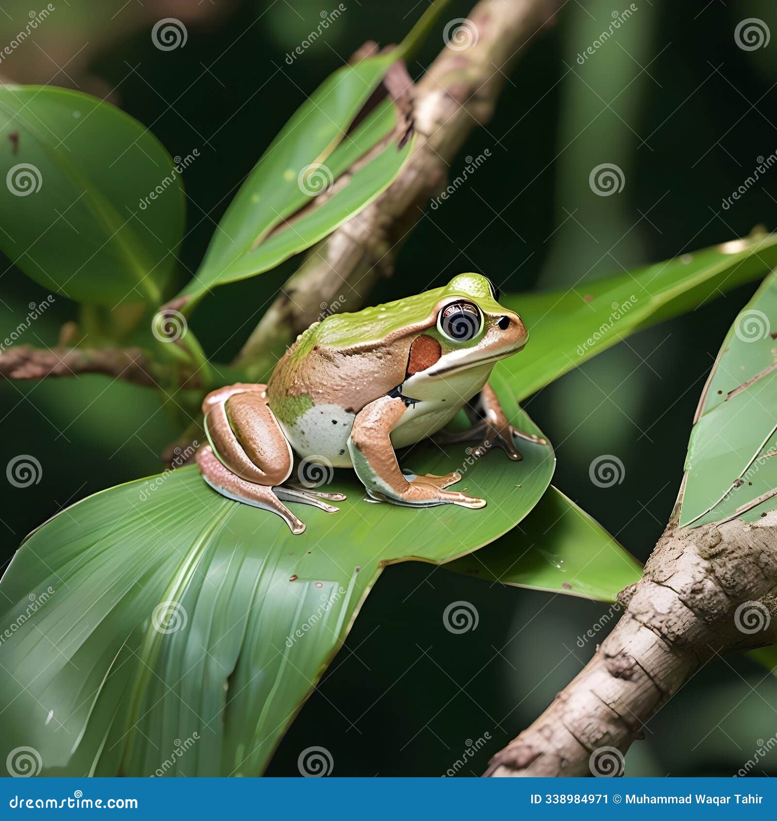 dumpy frog latoria cerulean on green leaves dumpy frog on branch tree frog on branch