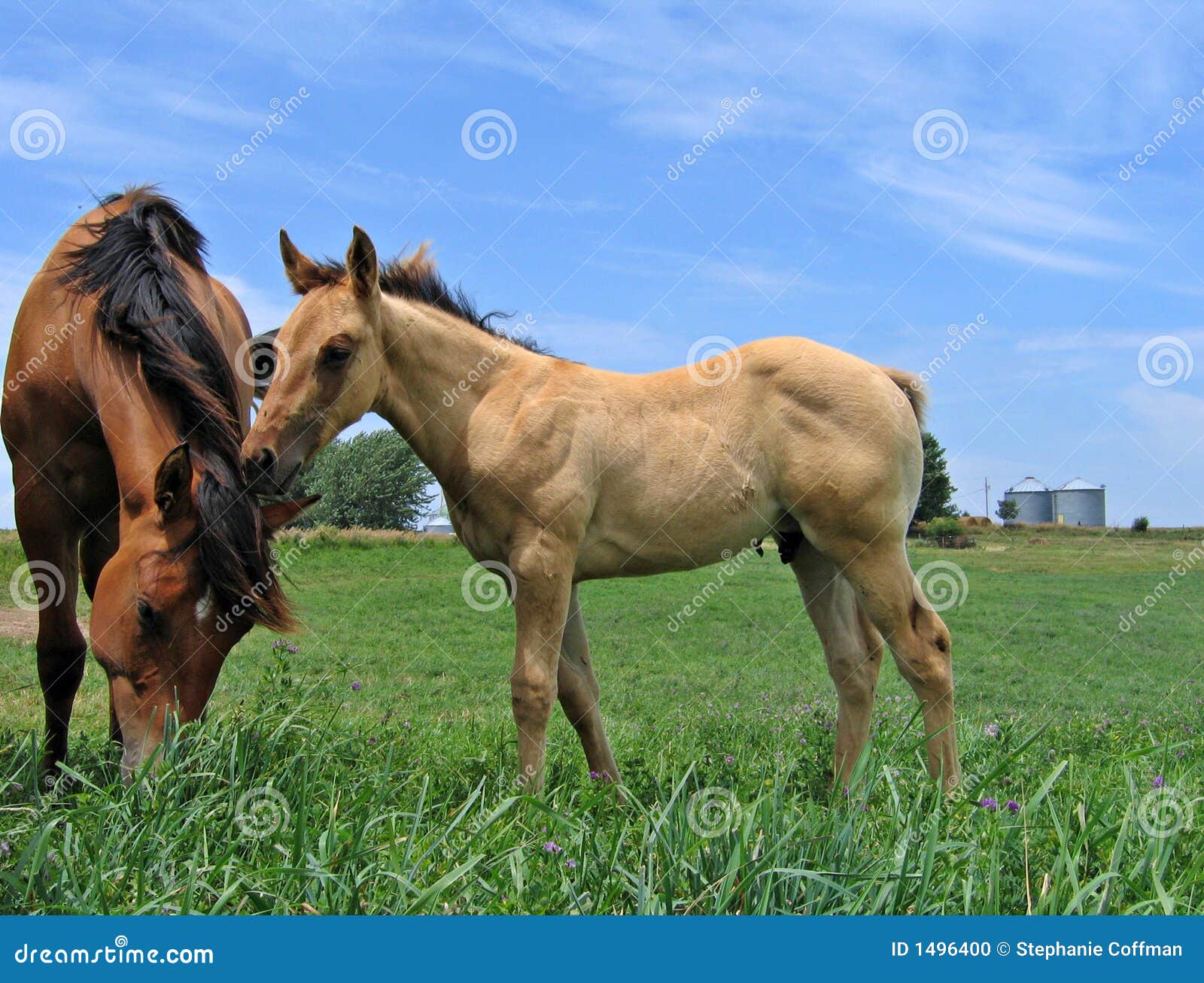 Dun quarter horse foal stock photo. Image of cloud, mare 1496400