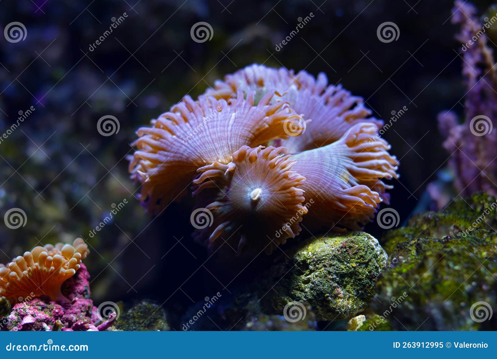 duncan coral polyps move tentacles in current, macro shot of lps animal, demanding pet for professional aquarist fluorescent