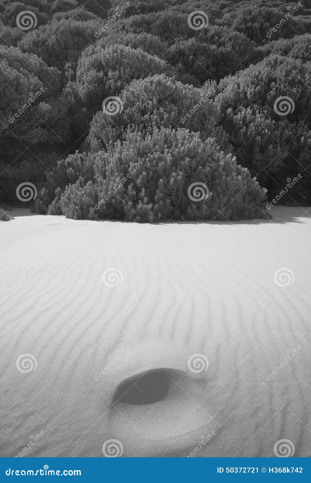 Dune and Bushes in Spanish Coastline. Cadiz Stock Image Image of