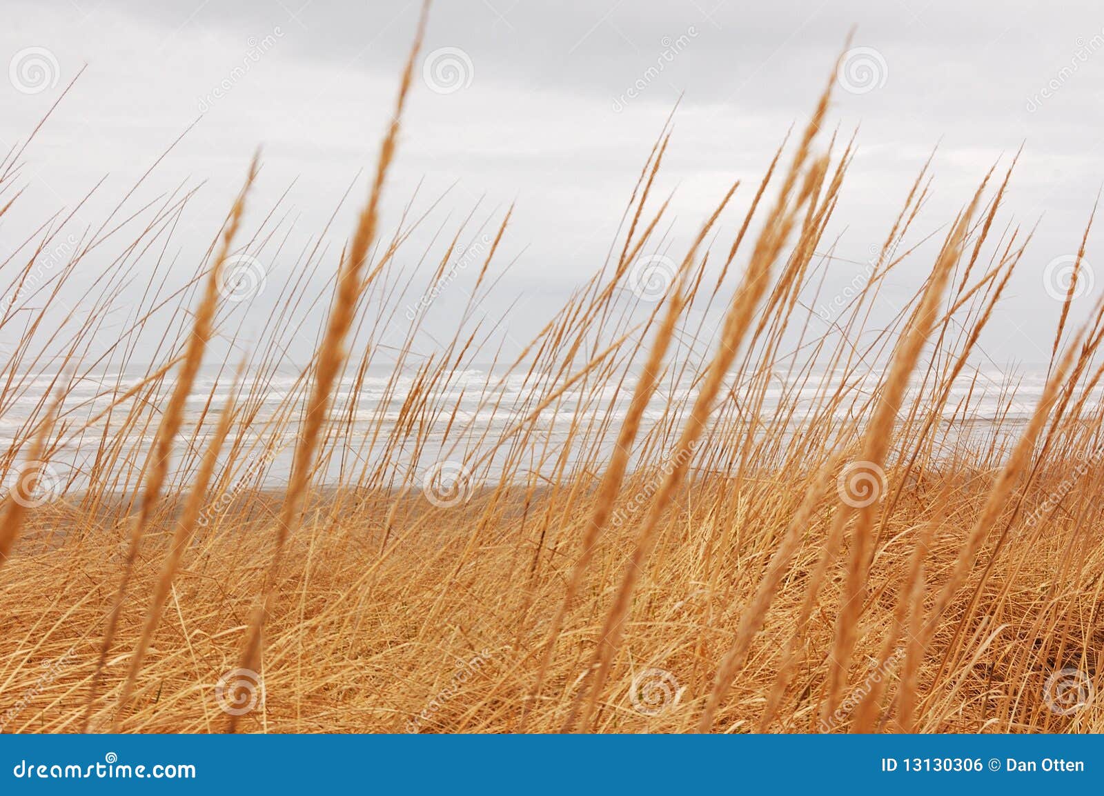 Dune Grass stock photo. Image of seed, water, blade, grass 13130306
