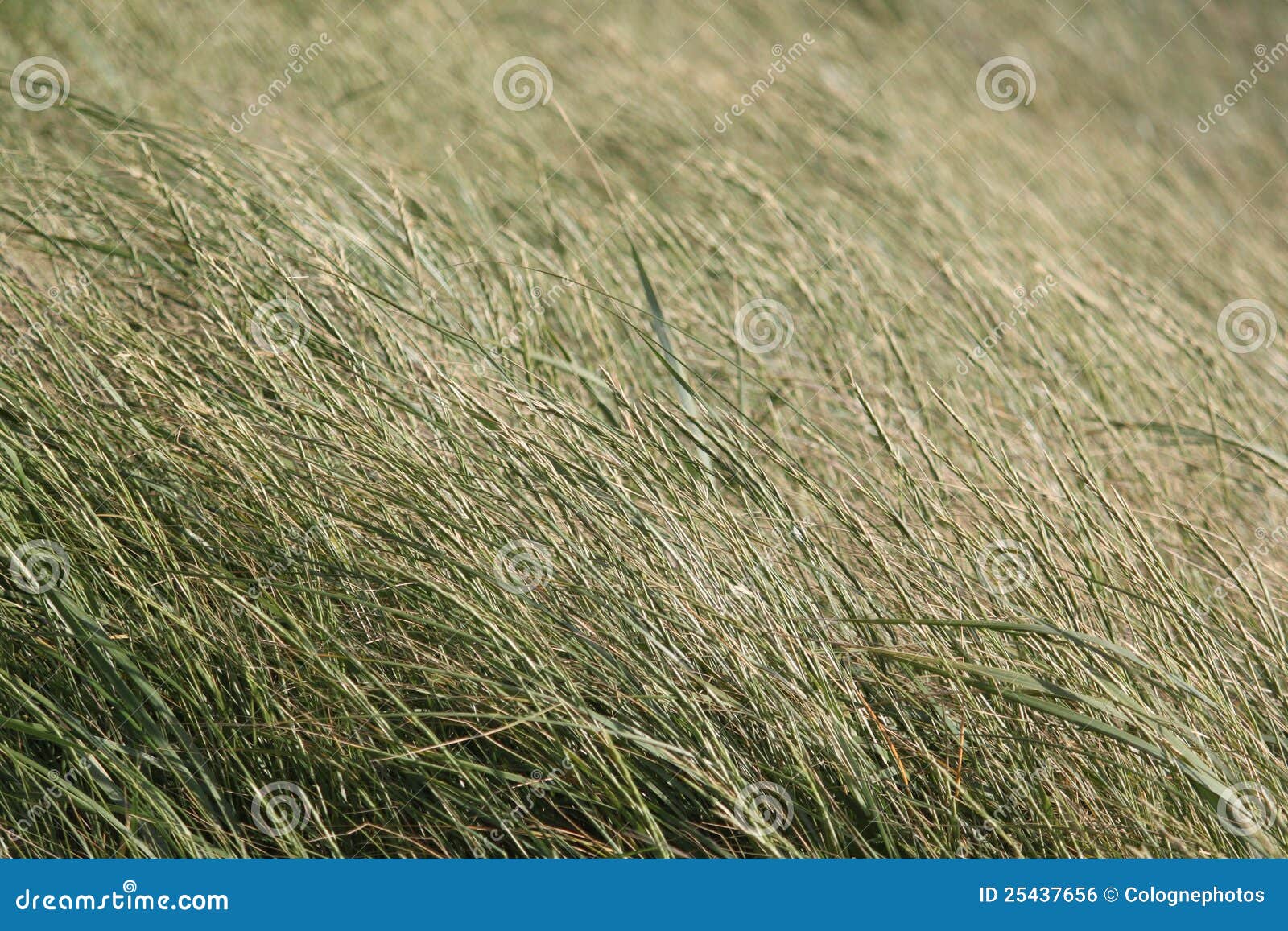 Dune Grass stock photo. Image of landscape, grass, nature 25437656
