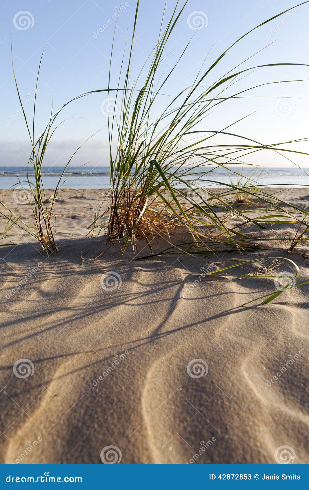 Dune grass. stock image. Image of beach, water, beauty 42872853