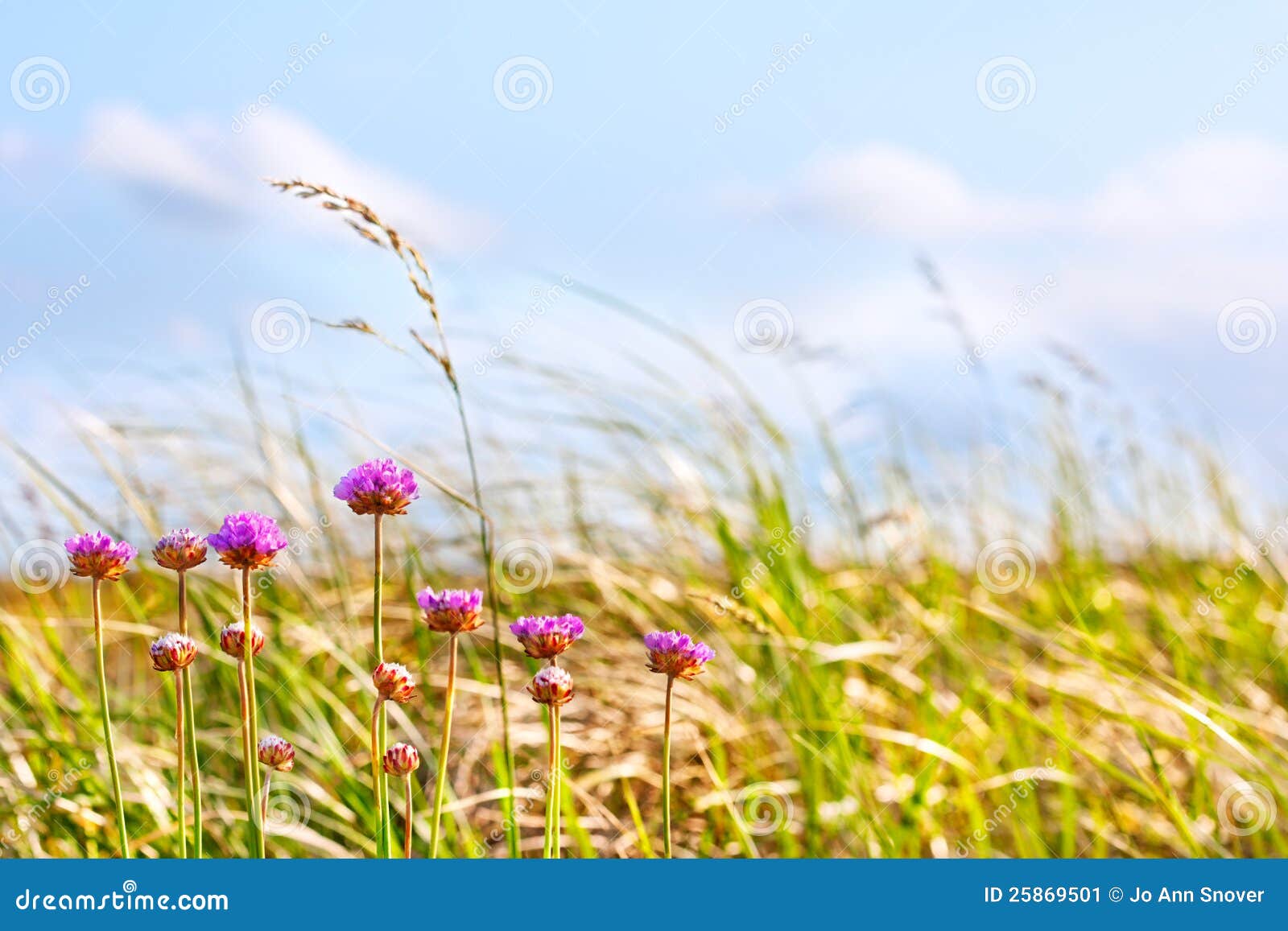 Dune Grasses and Flowers in Afternoon Sun Stock Image Image of grass