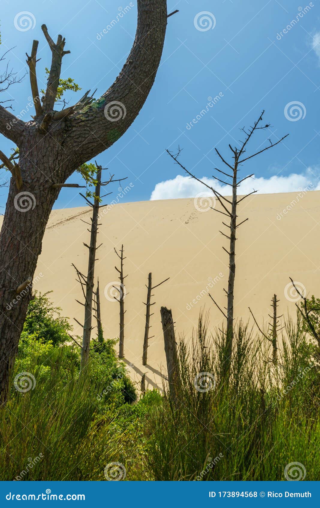 Dying Trees on the Edge of the Dune of Pilat Stock Photo Image of