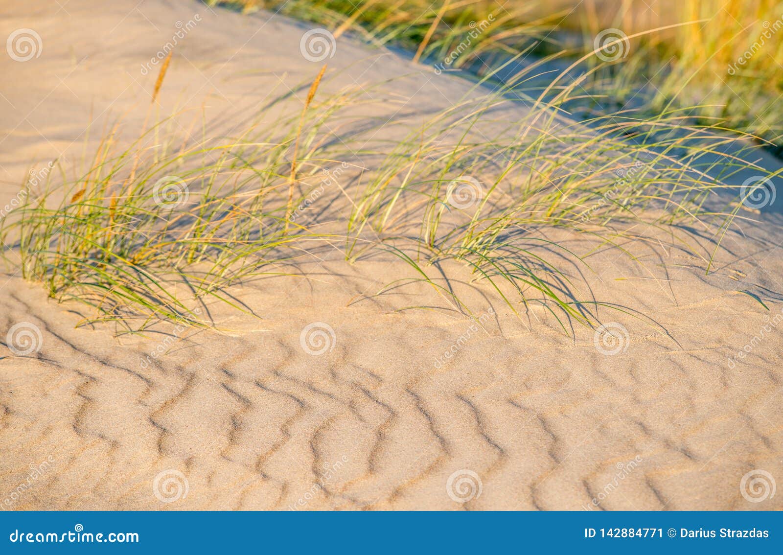 Dune plants stock image. Image of nature, scenery, landscape 142884771