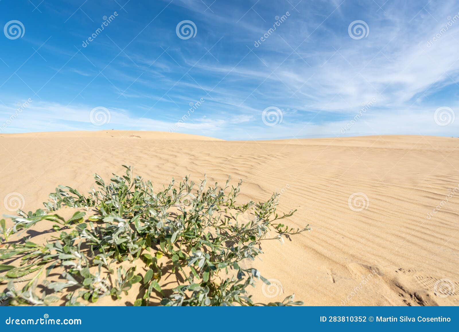 dunes of the cabo polonia national park in the department of rocha in uruguay