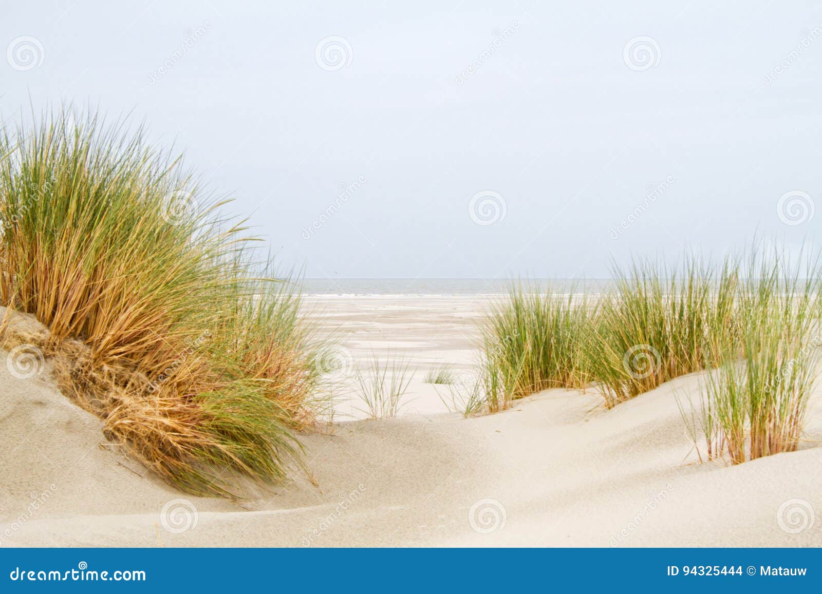 Dunes, Grass, Beach and Sea Stock Photo Image of arenaria, holland
