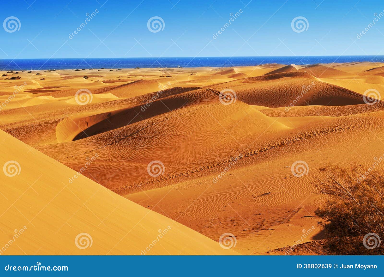 dunes of maspalomas, in gran canaria, spain