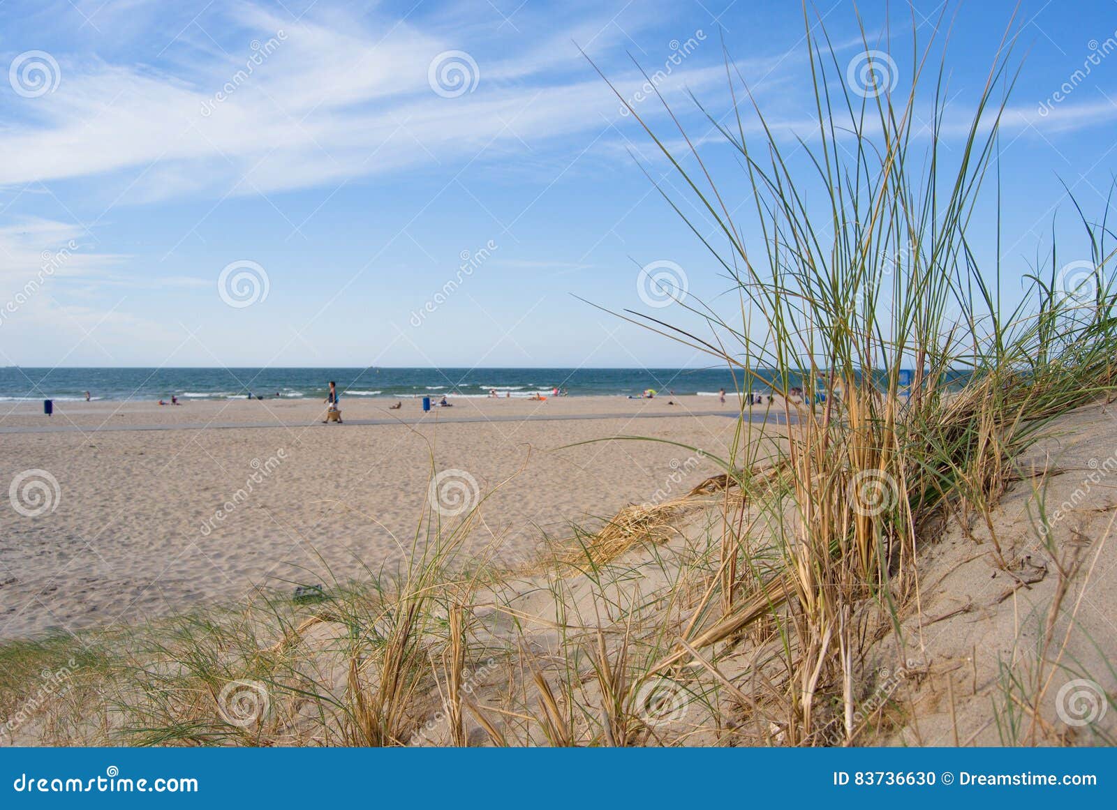 dunes and plants on the white sandy beach hoek van holland, south west coast, netherlands