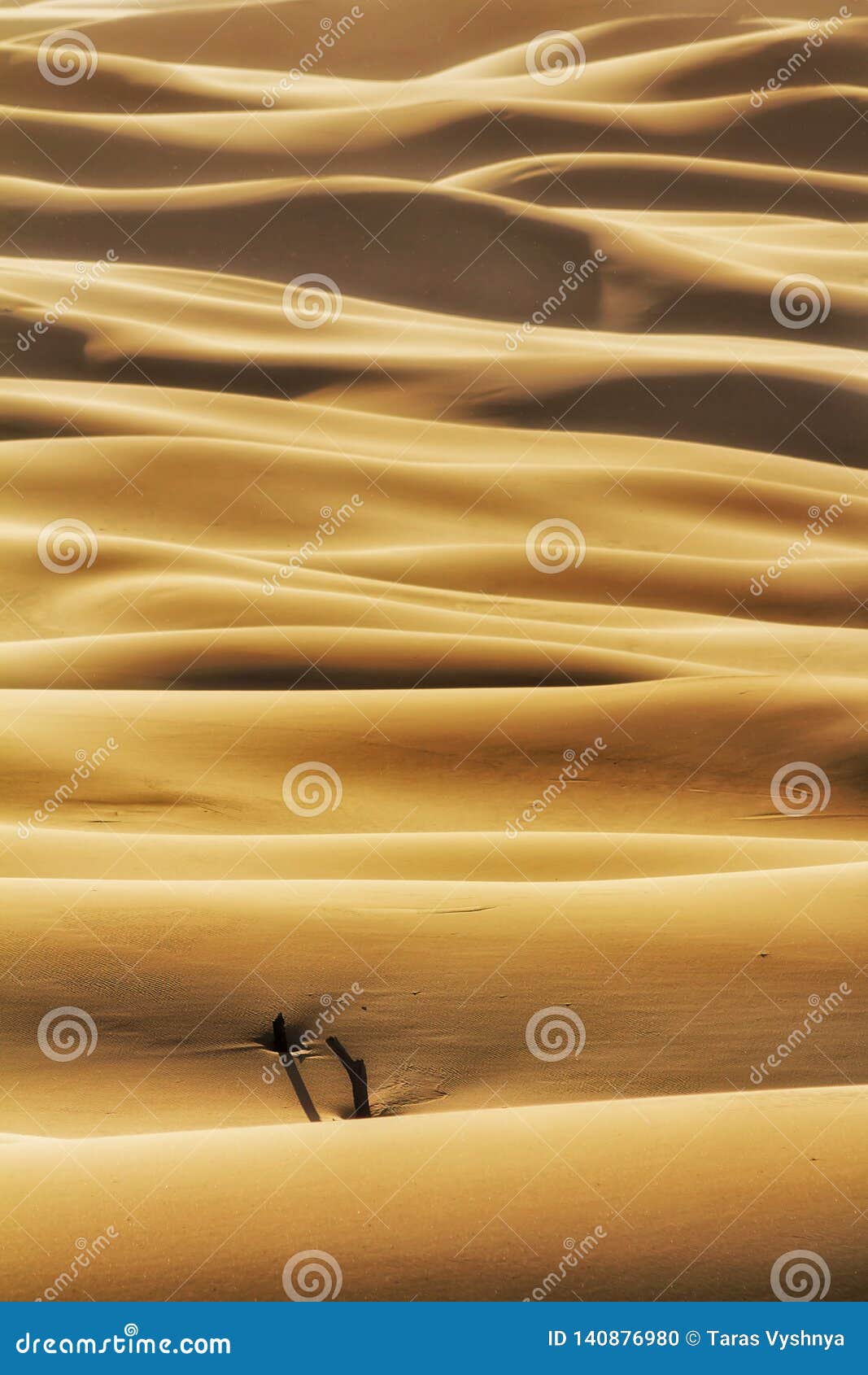 dunes trunks tele vert no sky