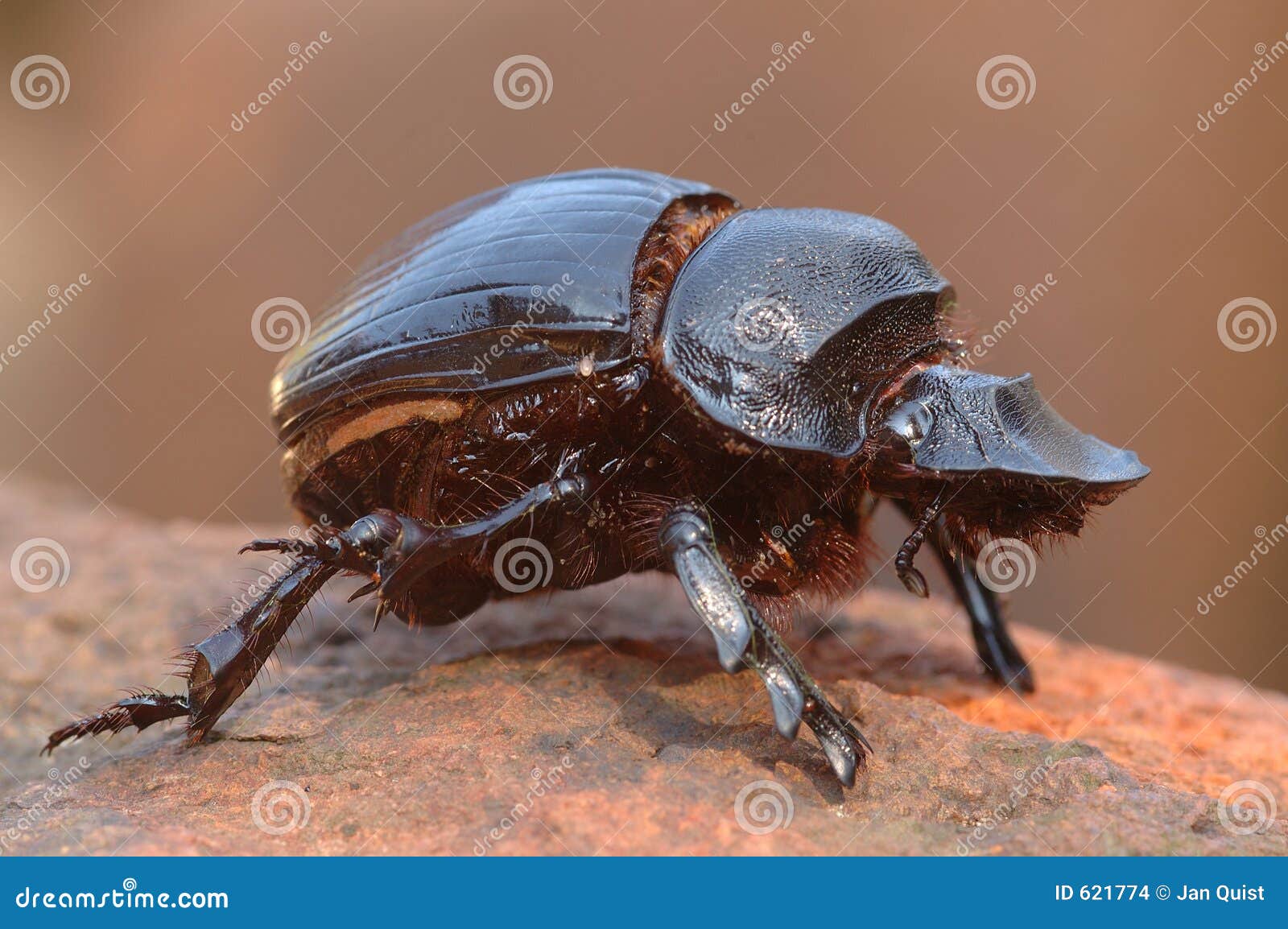 dung beetle