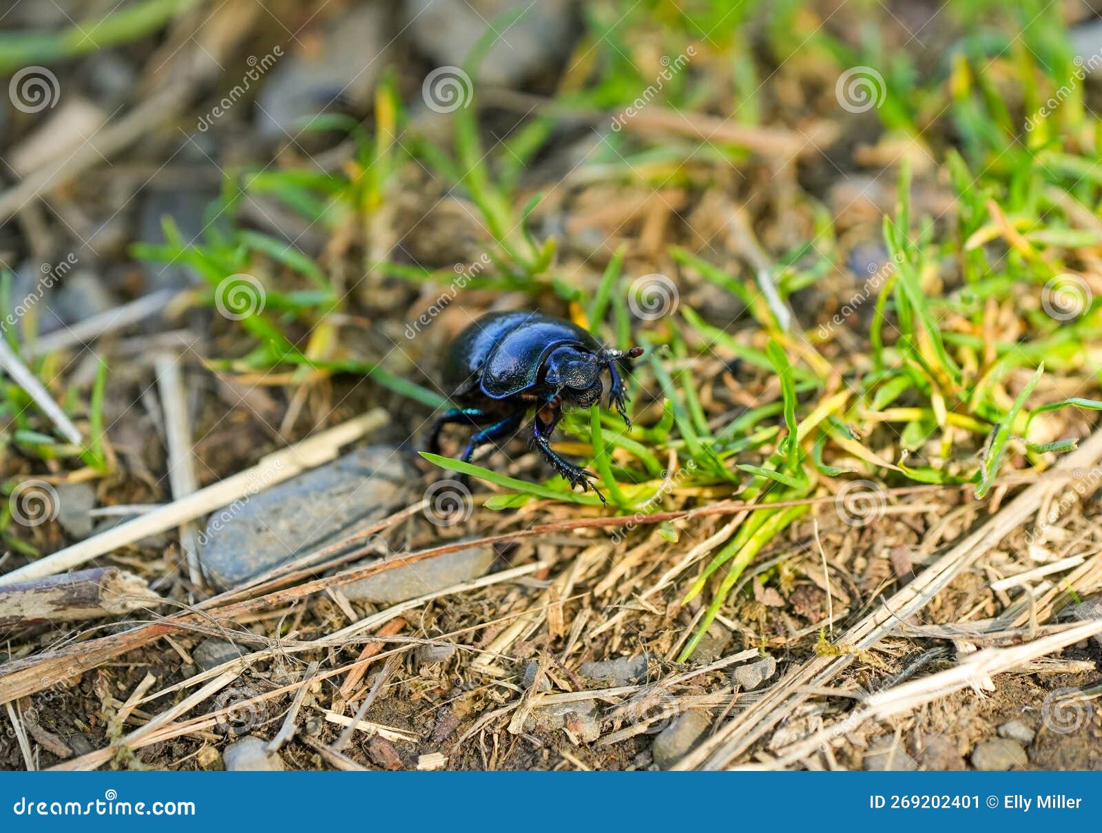 Dung beetle stock image. Image of black, animal, grass 269202401