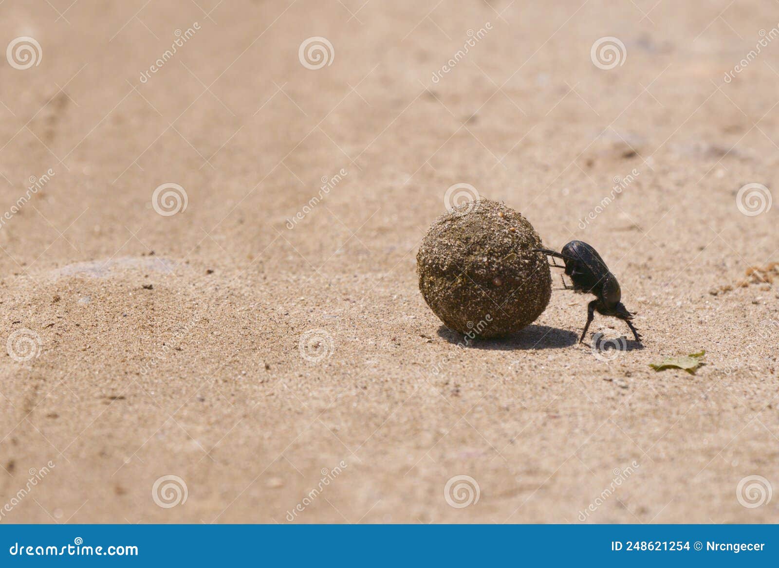 dung beetle rolling the dung ball on sand in karacabey longoz, turkey.