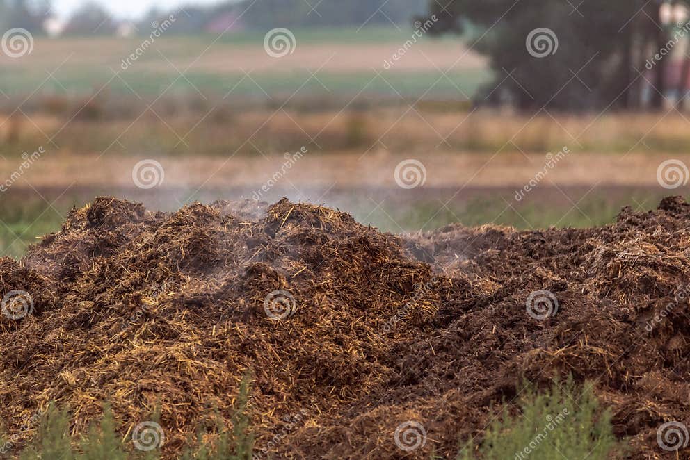 A dung heap in the field stock image. Image of heap - 142084785