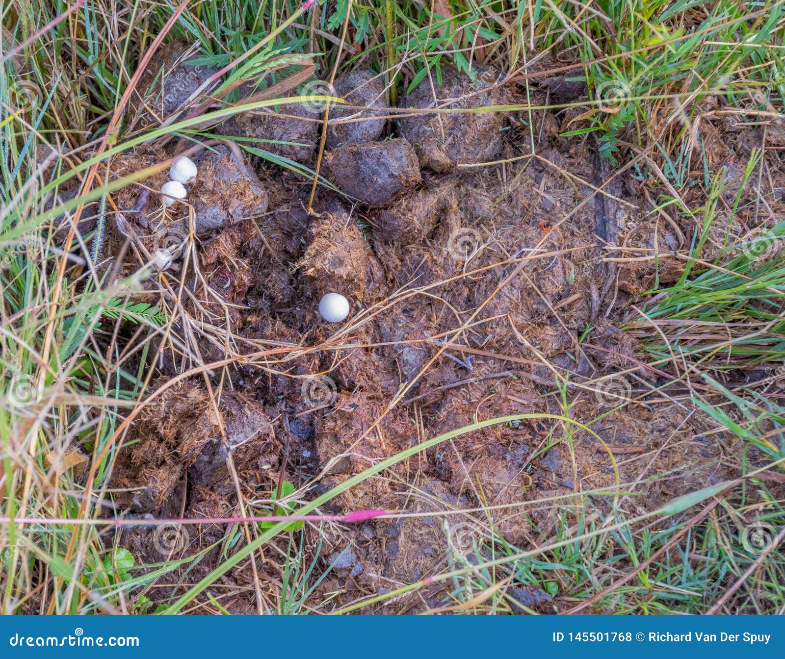 6,883 Animal Dung Stock Photos - Free & Royalty-Free Stock Photos from Dreamstime 6,883 Animal Dung Stock Photos - Free & Royalty-Free Stock Photos from Dreamstime