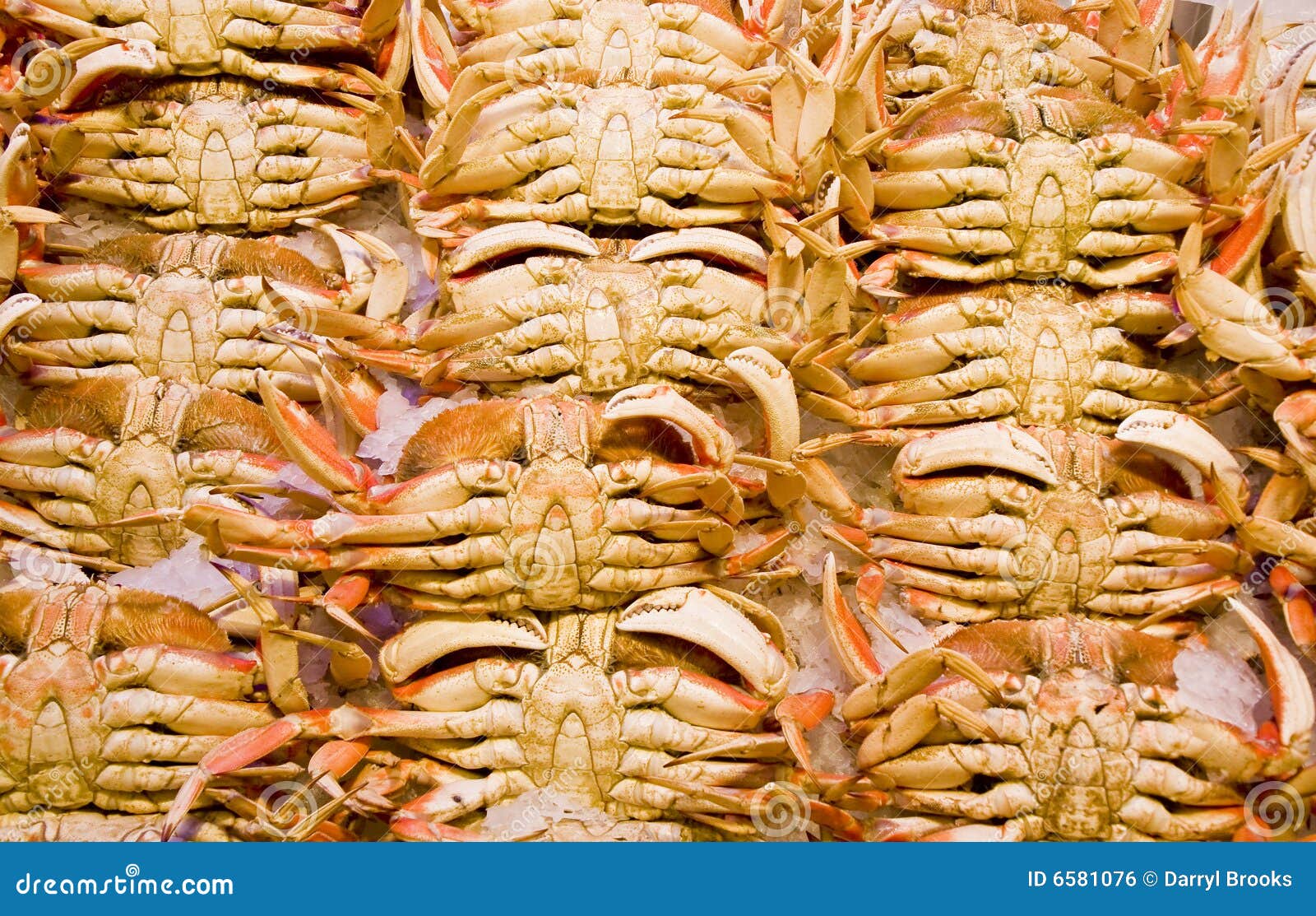 Dungeness Crabs stock photo. Image of kitchen, health 6581076