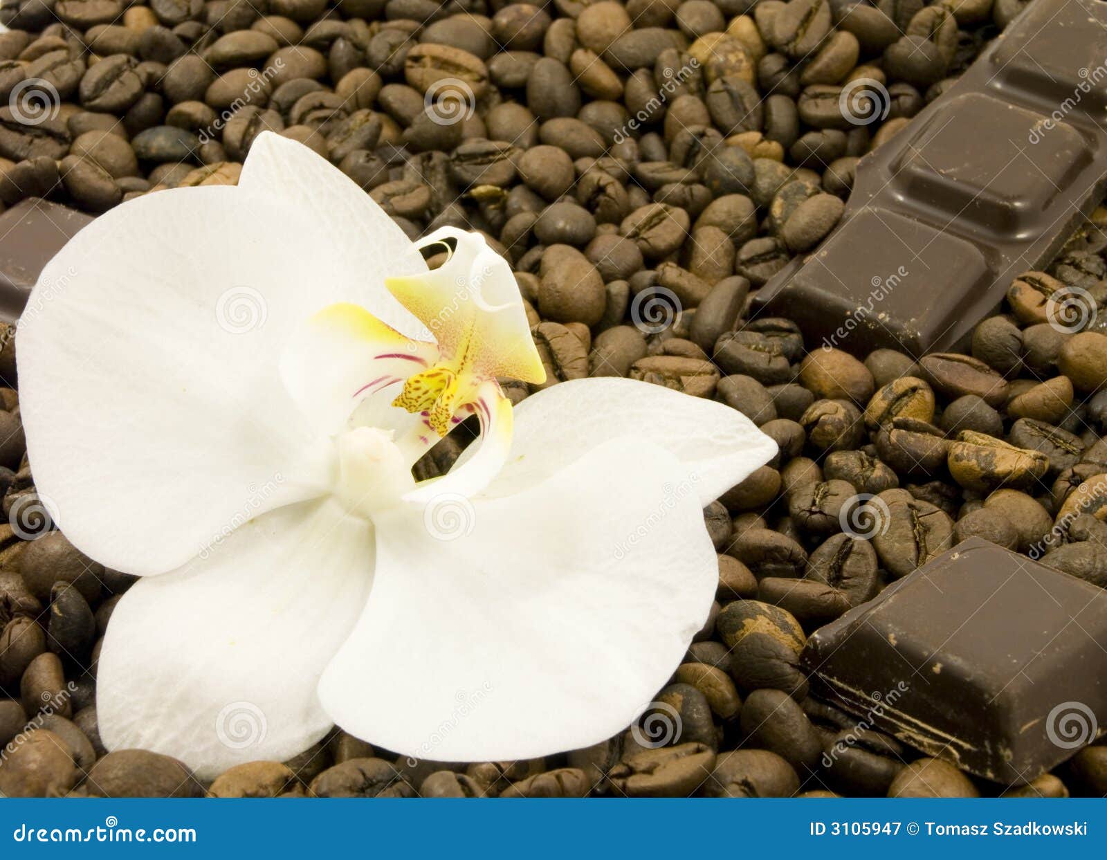 Dunkle Schokolade und Blume. Dunkle Schokolade und weiße Blume