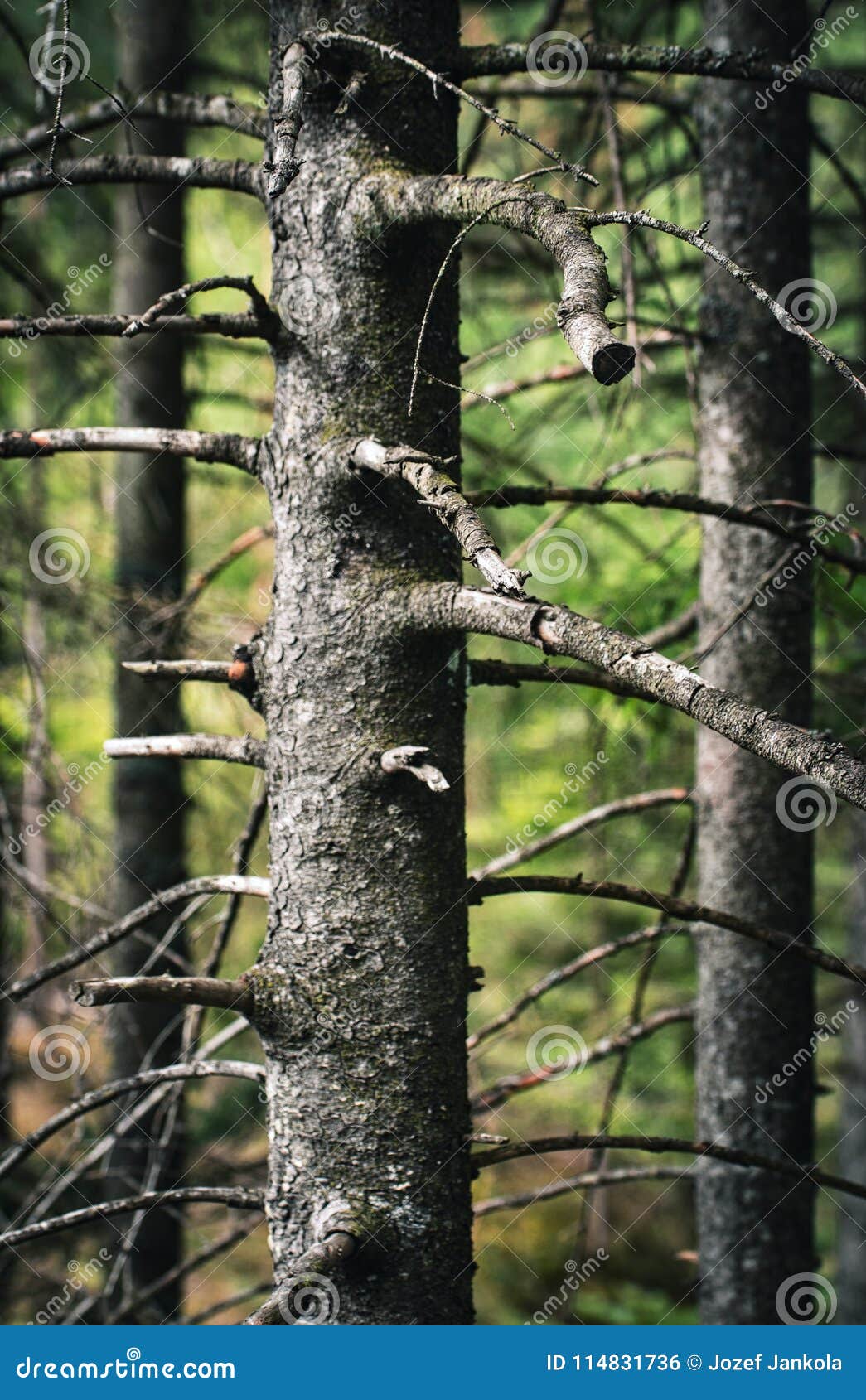 Dunkler Hintergrund Von Alten Baumen Im Wald Stockfoto Bild Von Hintergrund Baumen