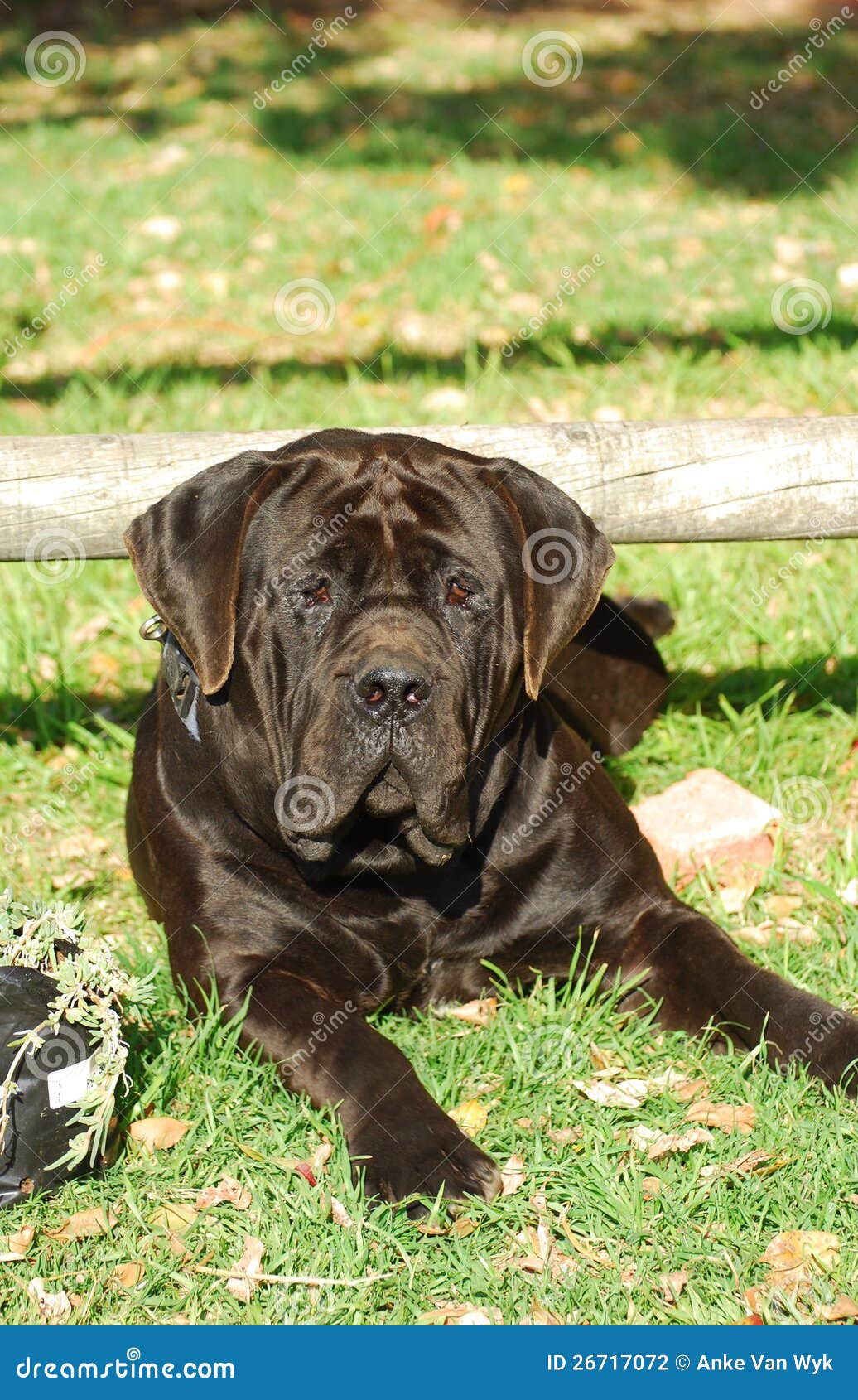 Dunkles Braun Boerboel Hund Stockfoto Bild von hund, afrikanisch