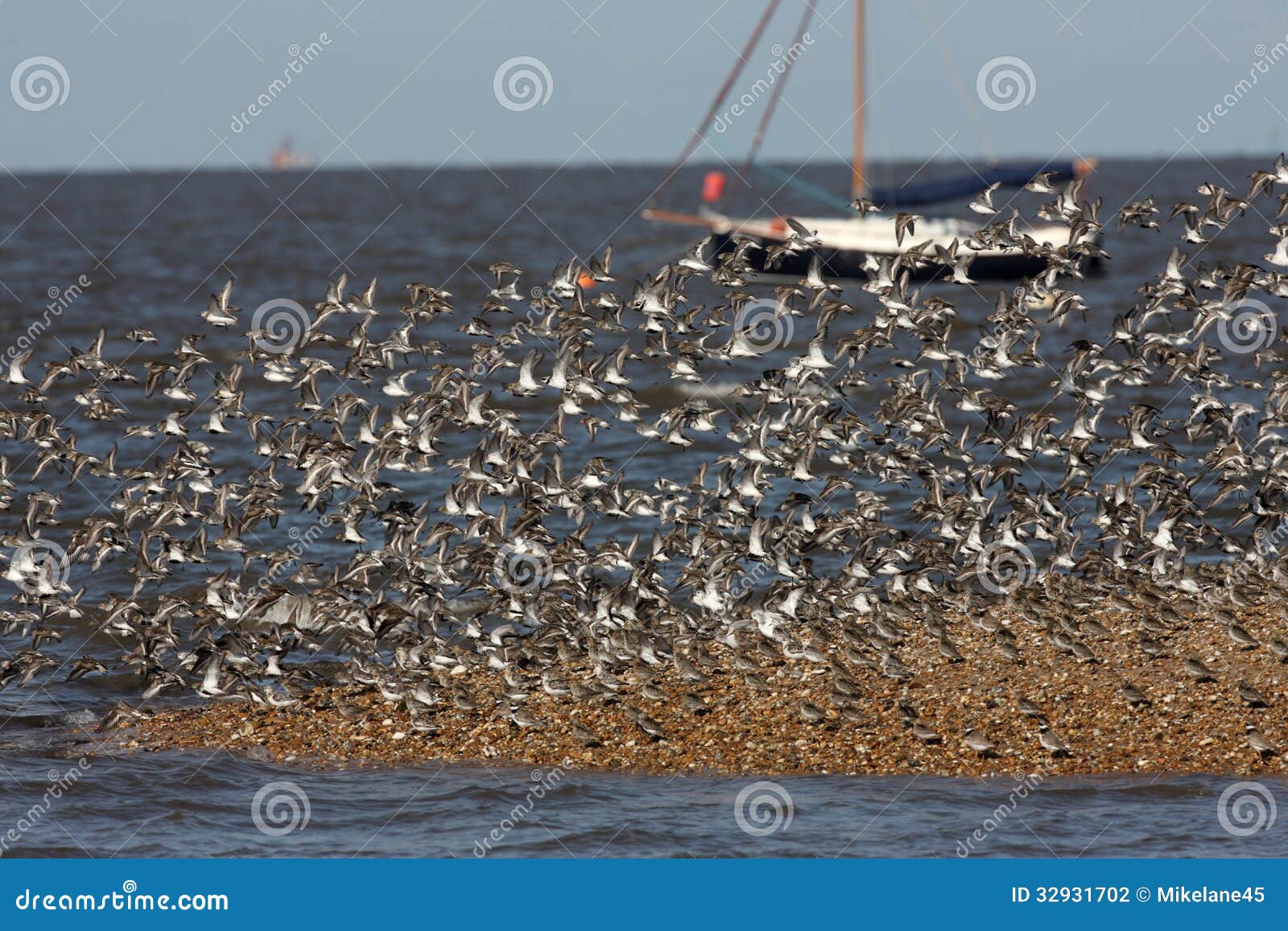 dunlin, calidris alpina