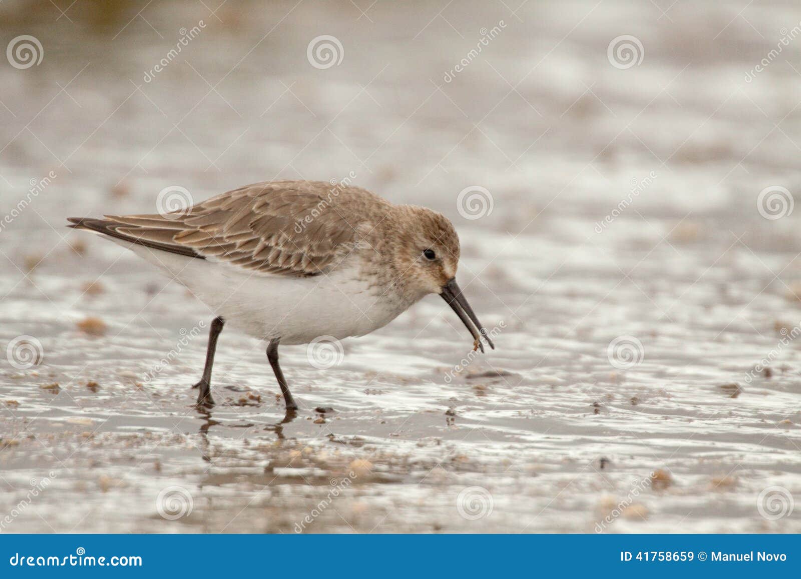 dunlin (calidris alpina)