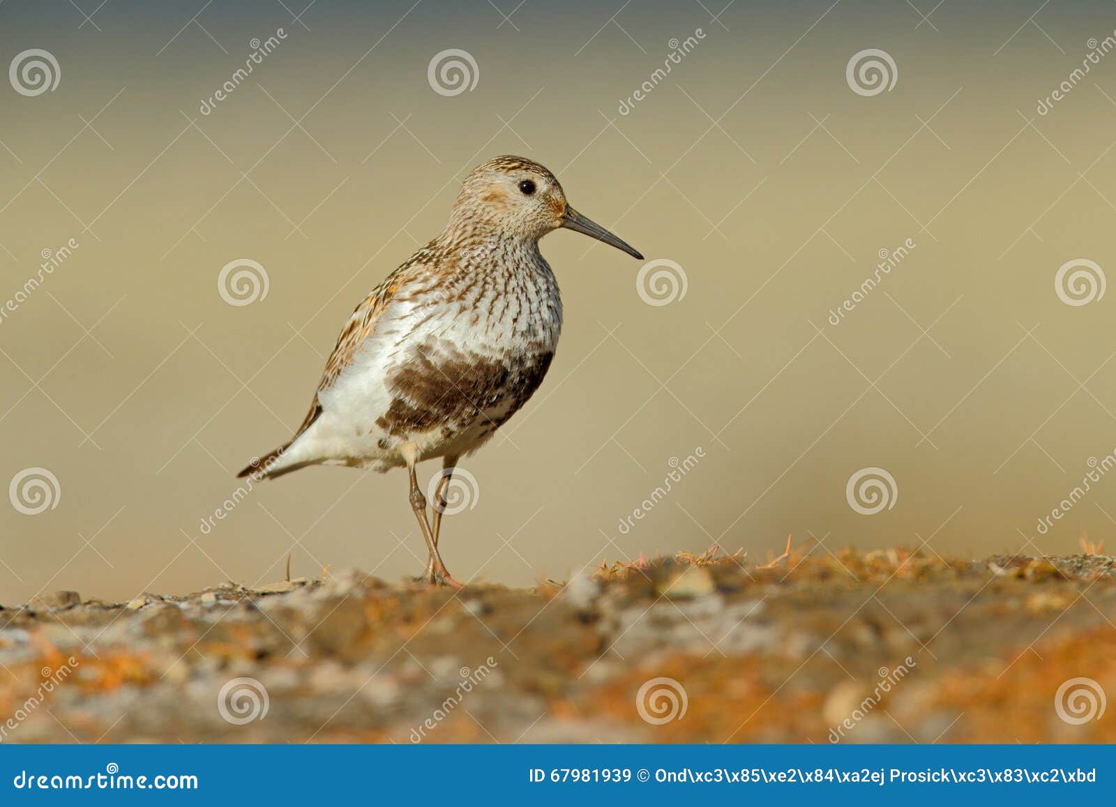 Dunlin Calidrisalpina, vattenfågel i naturlivsmiljön, Svalbard, Norge, willife