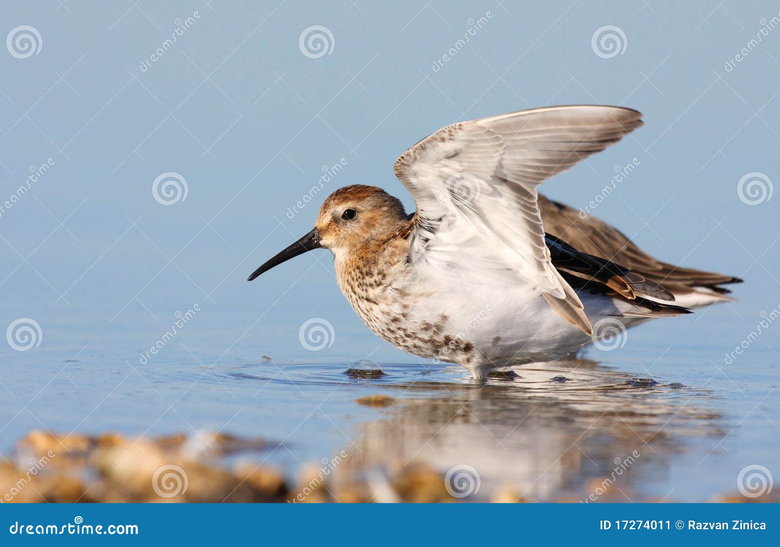 dunlin with winter plumage