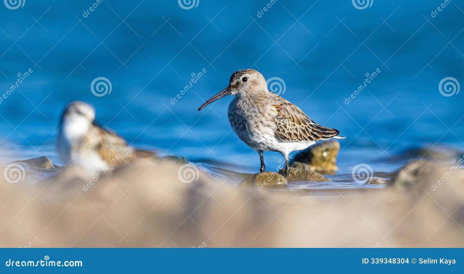 dunlin (calidris alpina)