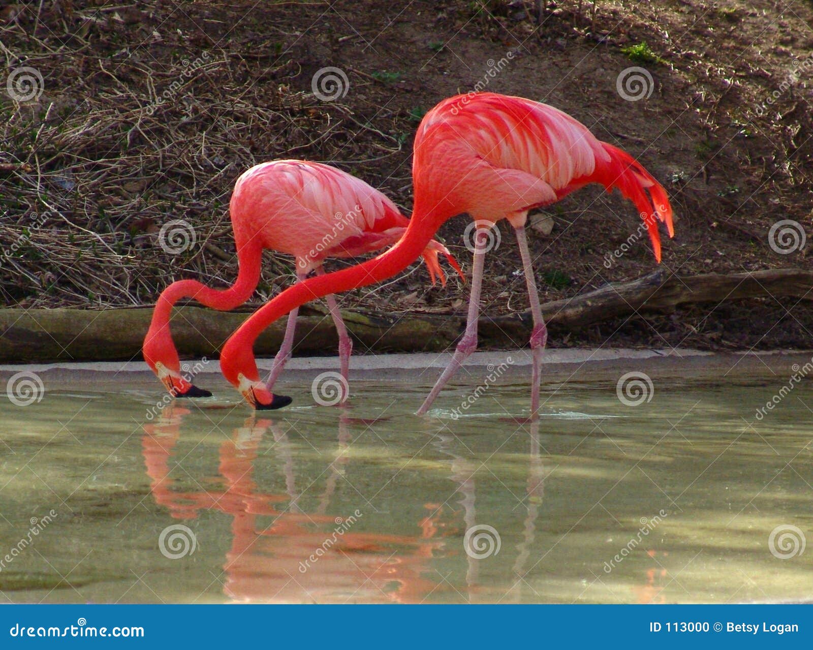 Duo Flamingos. Digital photo of 2 flamingos stopping to drink water and captured mirroring eachother in the same position.