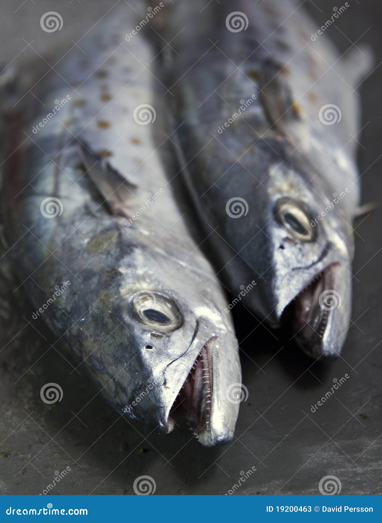 A Duo of Spanish Mackerel Showing Off Their Sharp Stock Image Image