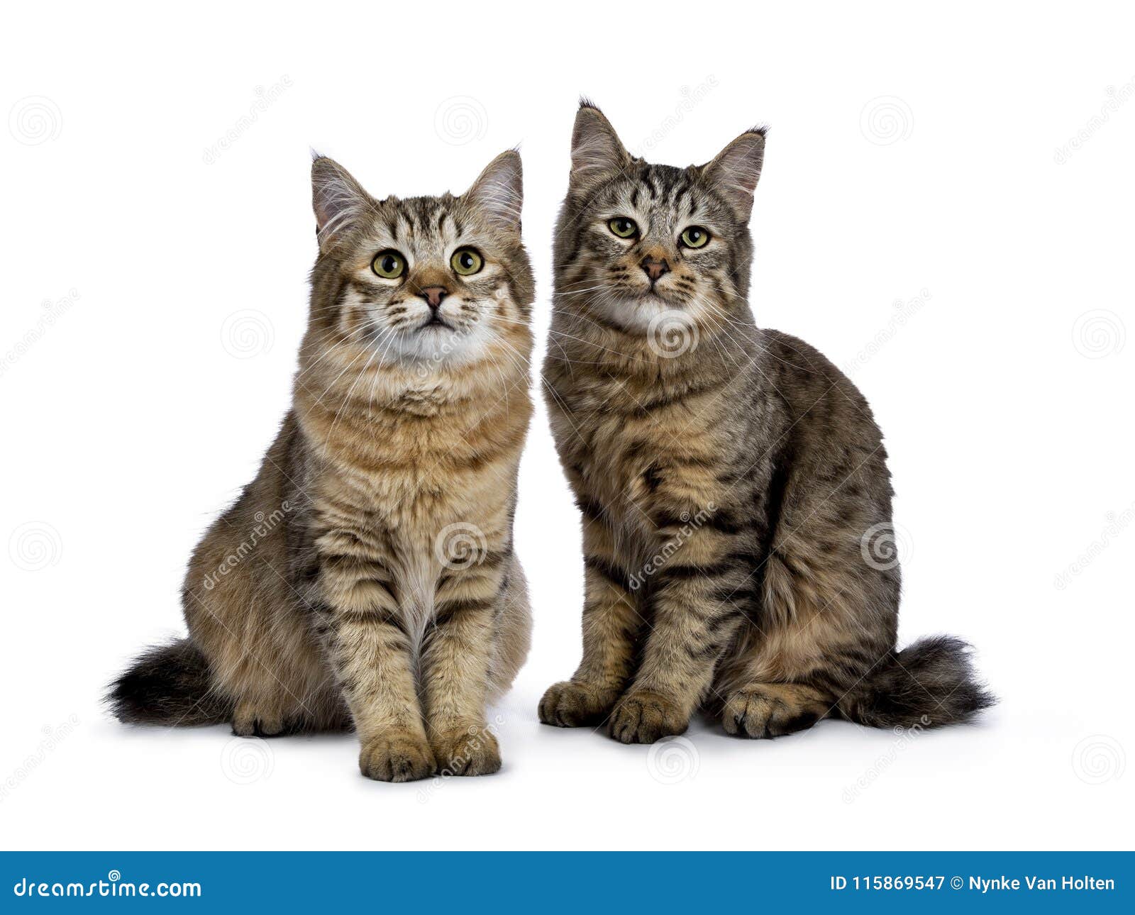 Bob Cats Photos Free Royalty Free Stock Photos From Dreamstime Bob Cats Photos Free Royalty Free Stock Photos From Dreamstime