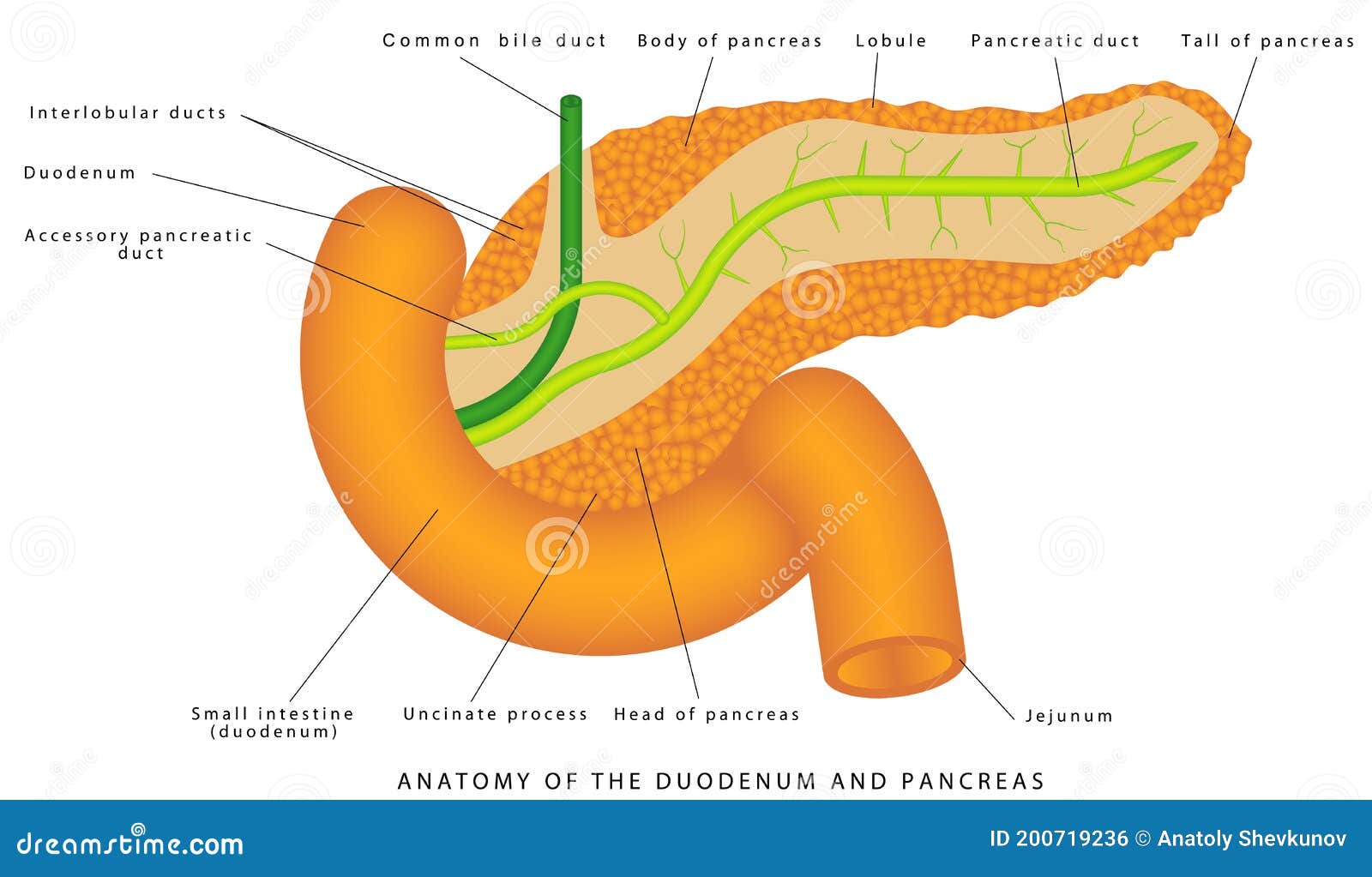 Pancreas, Duodenum And Gall Bladder Vector Illustration | CartoonDealer
