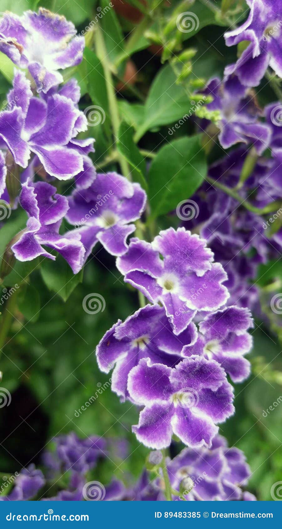 Duranta Fleurs Violettes Bush a Fleuri Détail De Petites Fleurs Violettes  Et Blanches Image stock - Image du buisson, jardins: 89483385