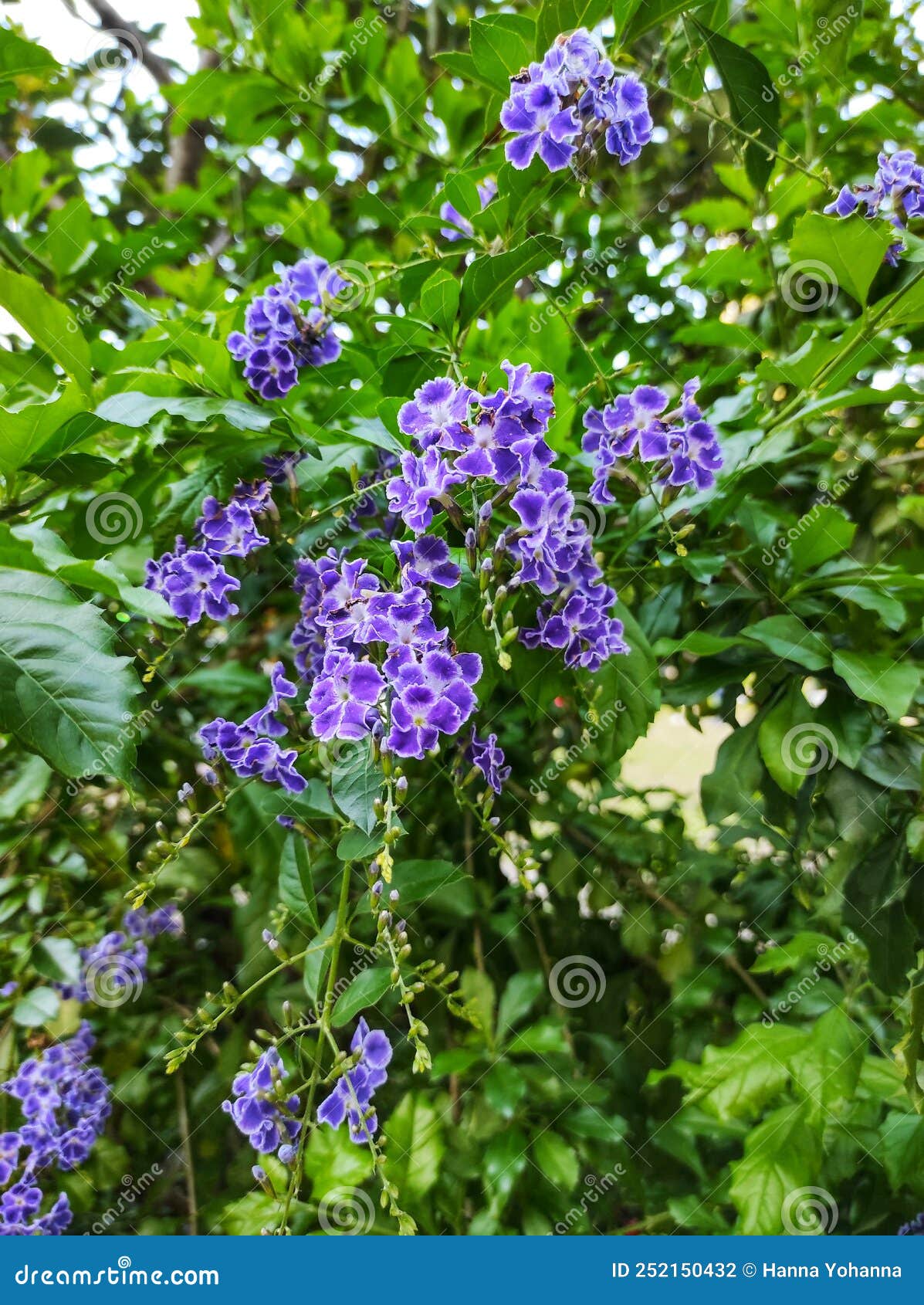 Duranta Repens or Sinyo Nakal Stock Photo - Image of herb, close: 252150432