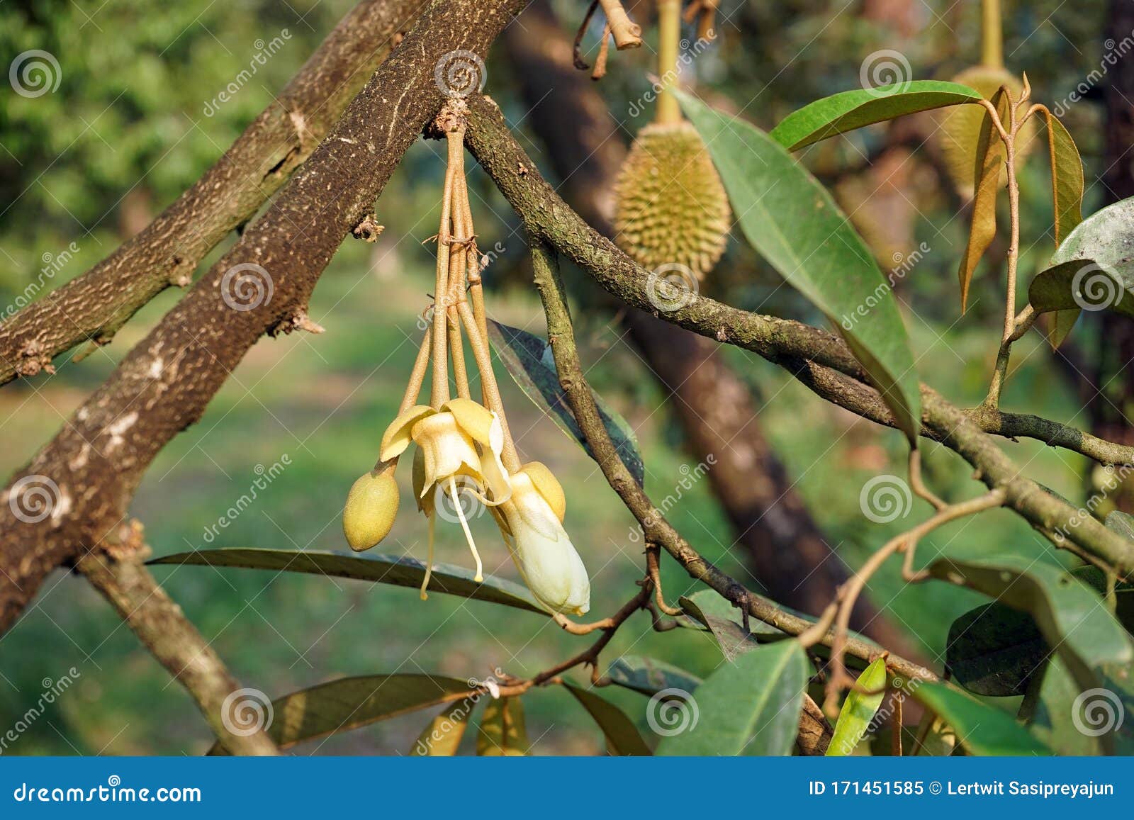 Durian Flowers Cluster, Production Orchard Stock Image Image of
