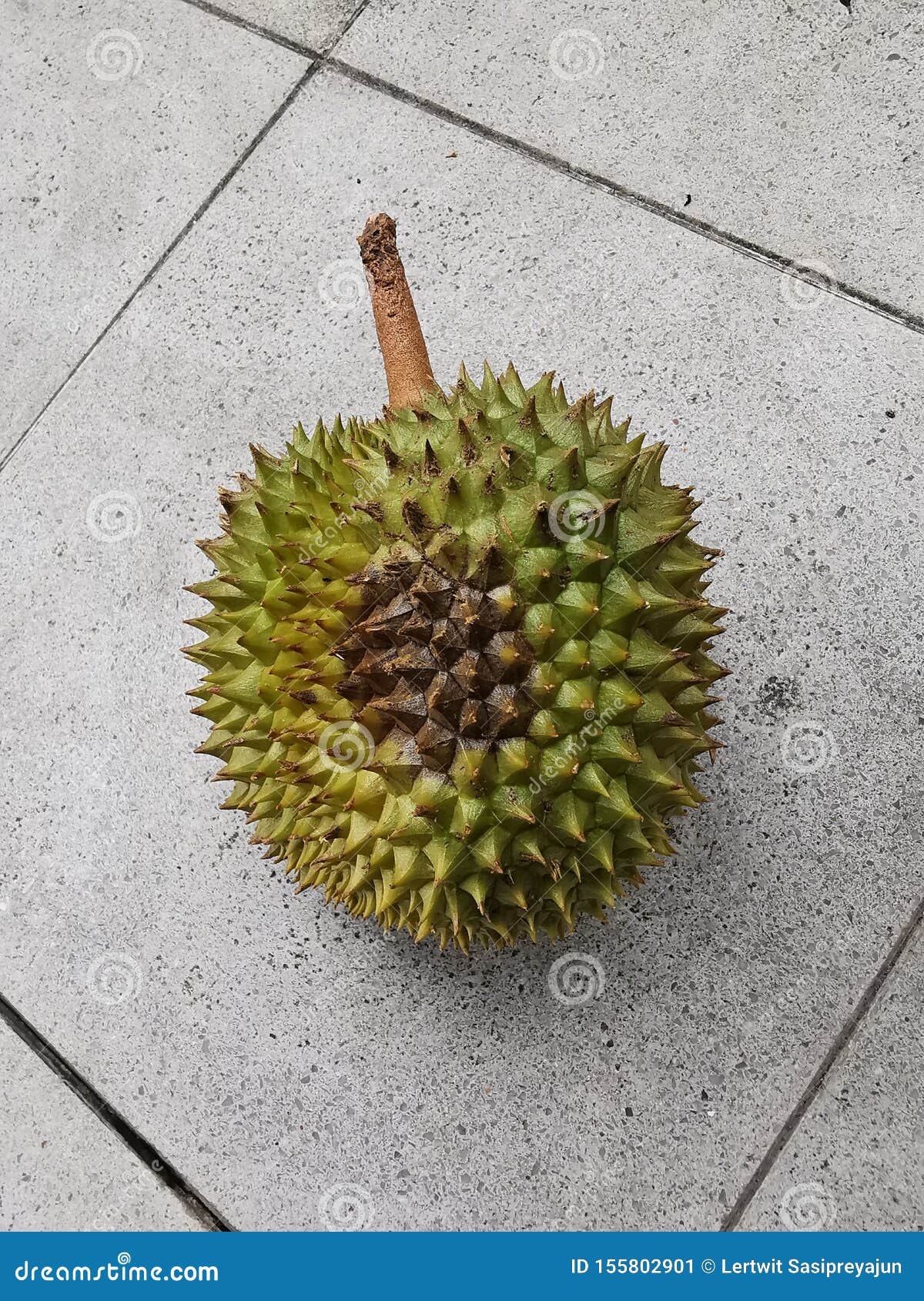 Durian Fruit Disease, Fruit Rot Stock Image Image of aroma, food